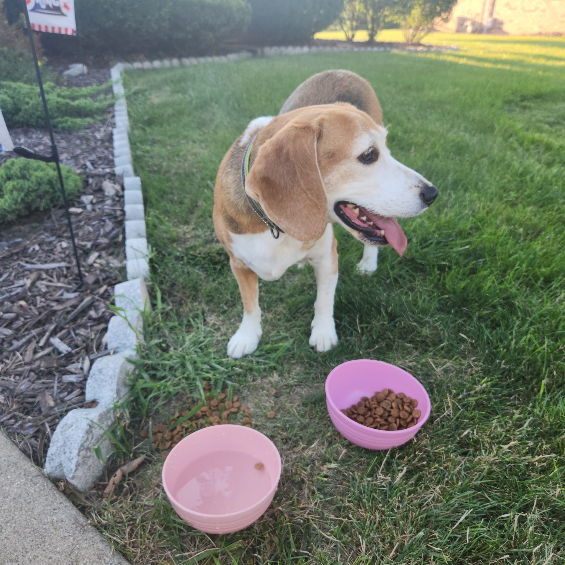 2024-07-18 20:30: Dog Caught in Brownsburg, IN 46112: Name Unknown