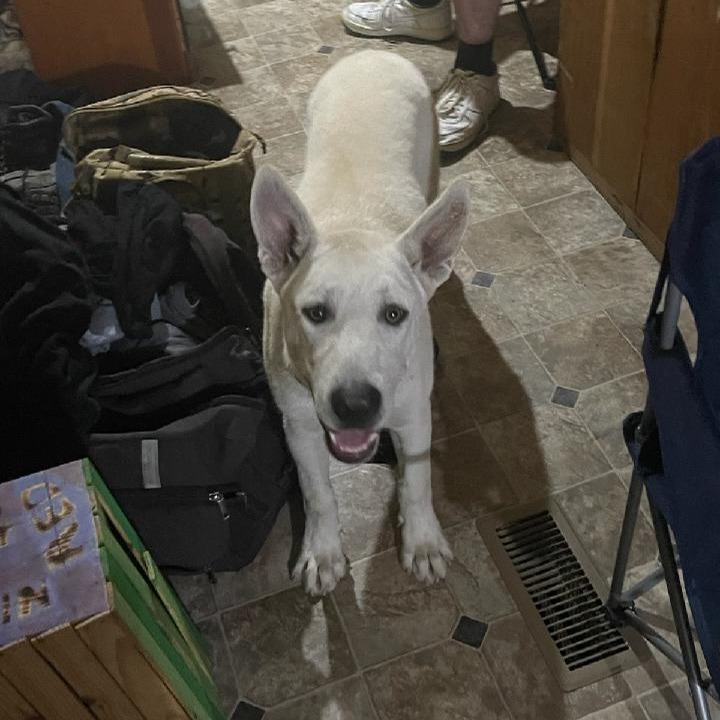 2024-07-27 01:03: Dog Caught in Indianapolis, IN 46234: Name Unknown