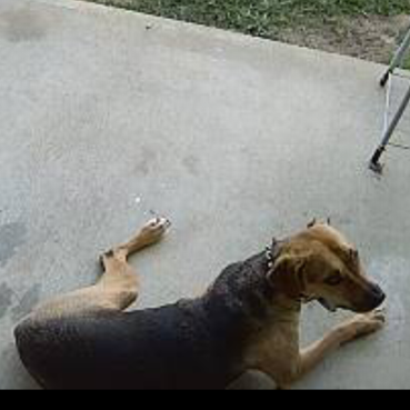 2024-08-01 13:07: Lost Dog in New Pekin, IN 47165: Ben