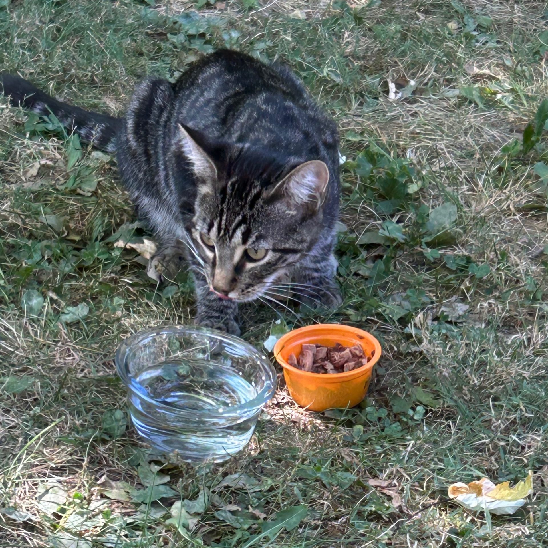 2024-09-16 12:08: Cat Caught in Indianapolis, IN 46227: Name Unknown