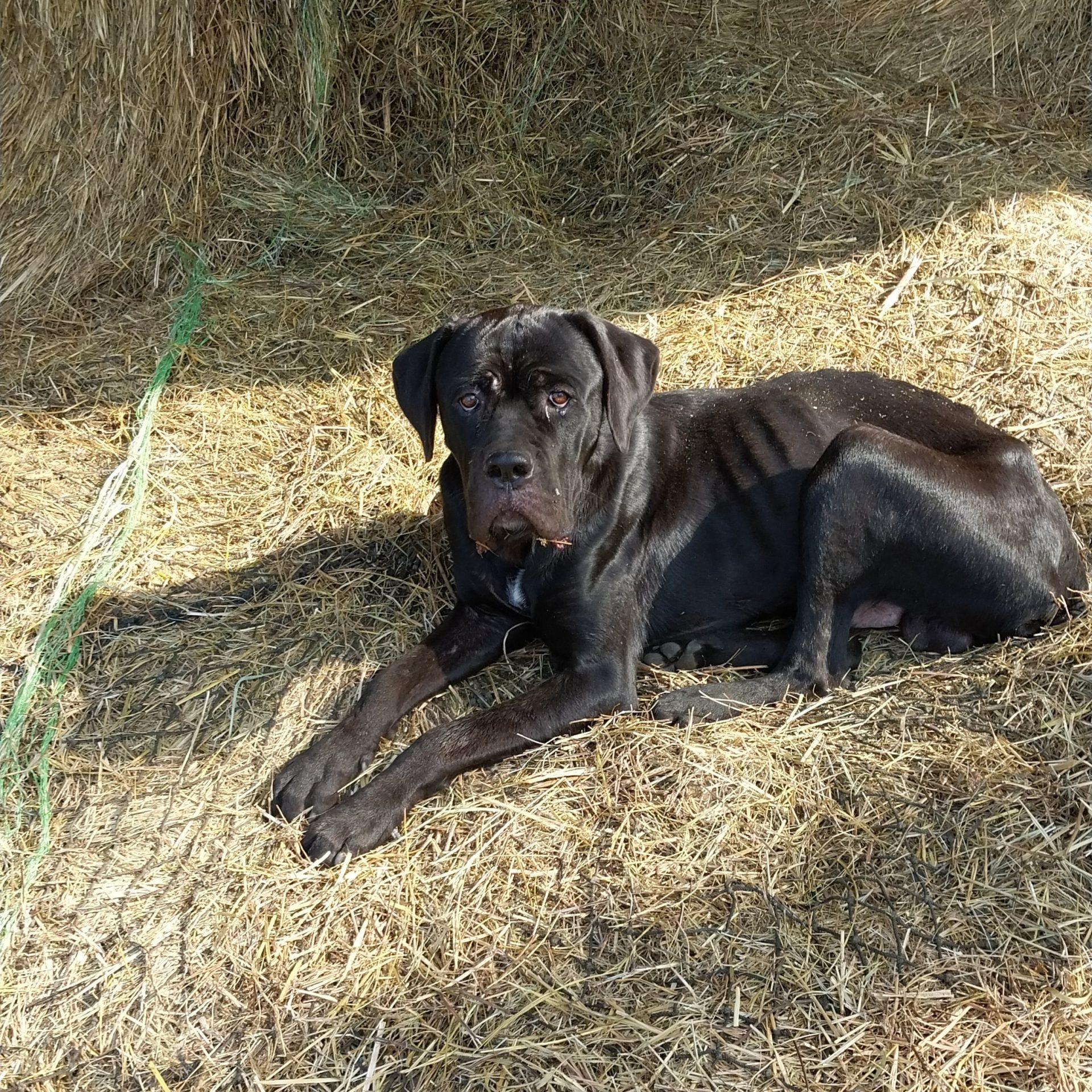 2024-09-20 14:50: Lost Dog in LaGrange, IN 46761: Jack