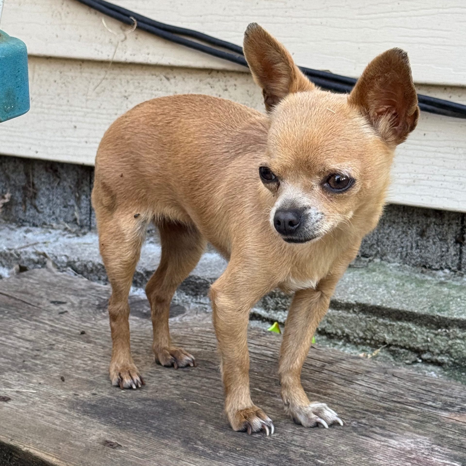 2024-09-21 14:28: Dog Caught in Logansport, IN 46947: Name Unknown