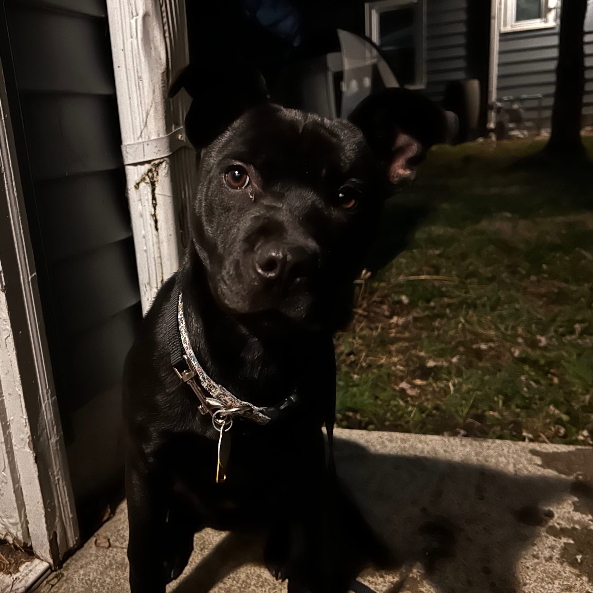 2024-12-26 21:35: Dog Caught in Indianapolis, IN 46201: Name Unknown