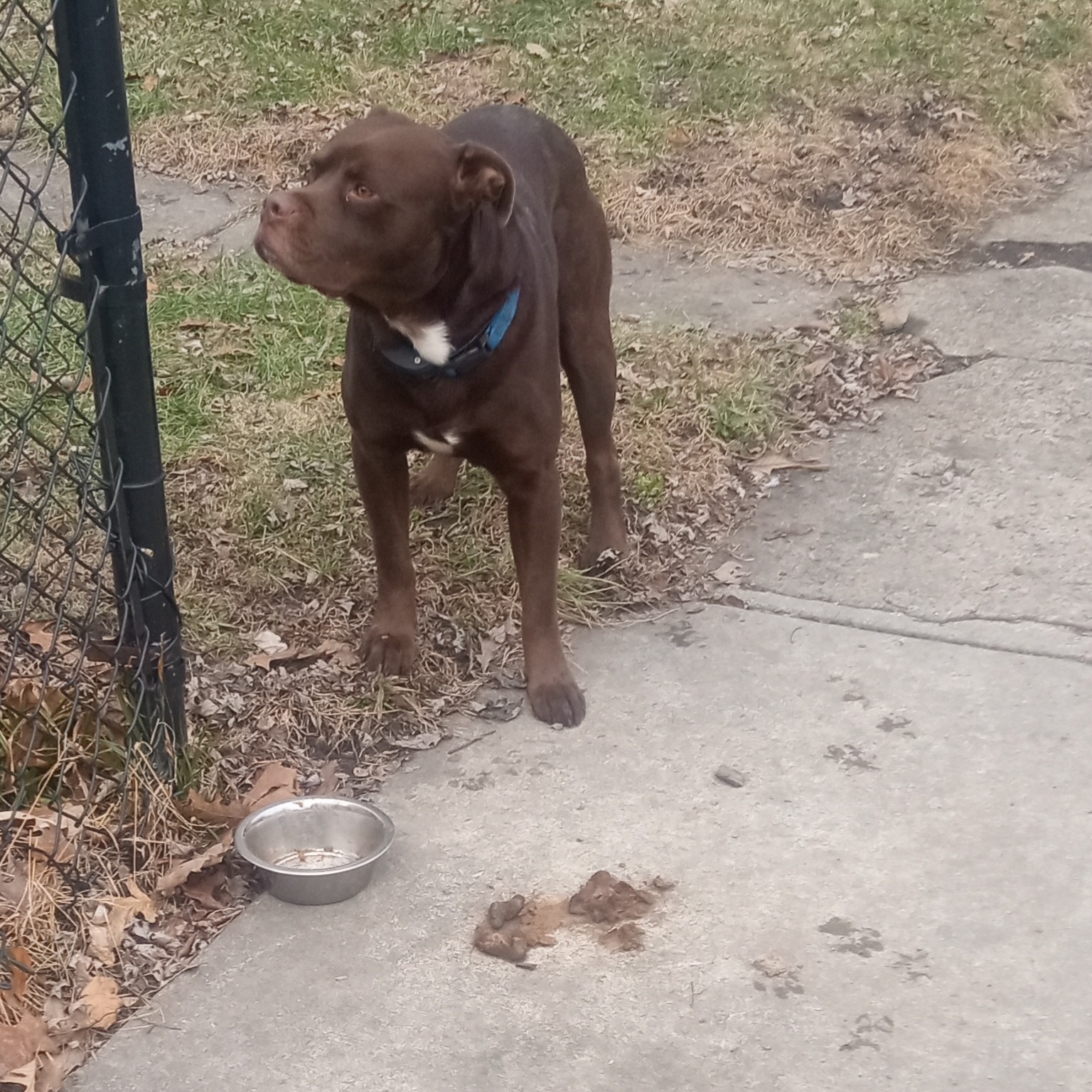 2025-02-03 11:38: Dog Spotted in Indianapolis, IN 46201