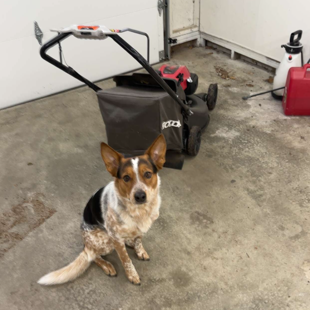 2025-03-24 00:20: Lost Dog in Indianapolis, IN 46241: lumos