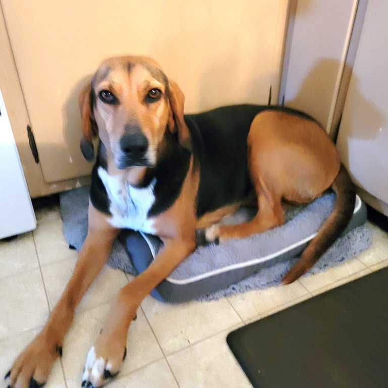 2025-03-26 20:32: Dog Caught in Russell Township, IN : Name Unknown