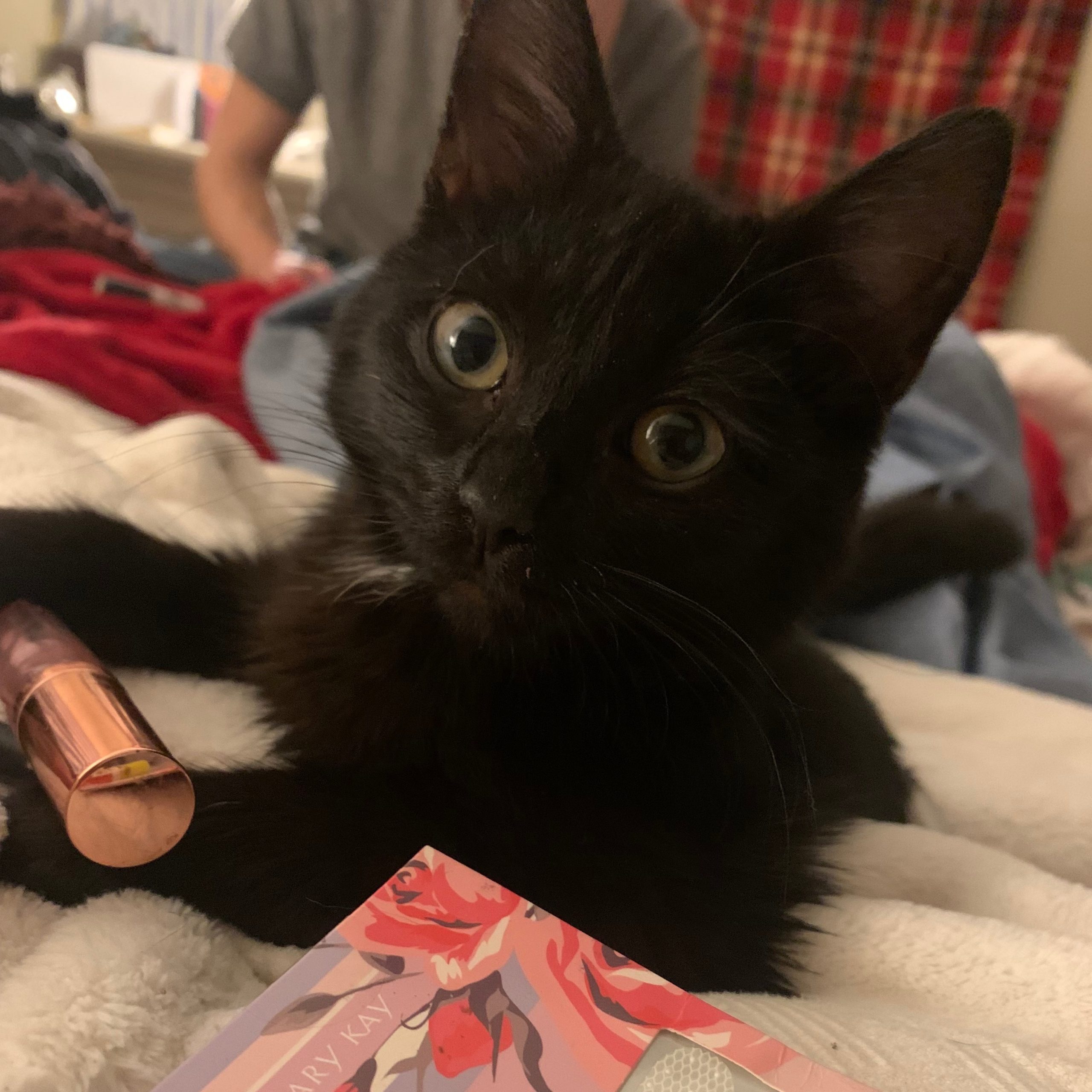 2025-03-28 12:38: Lost Cat in Rosedale, IN 47874: Jupiter