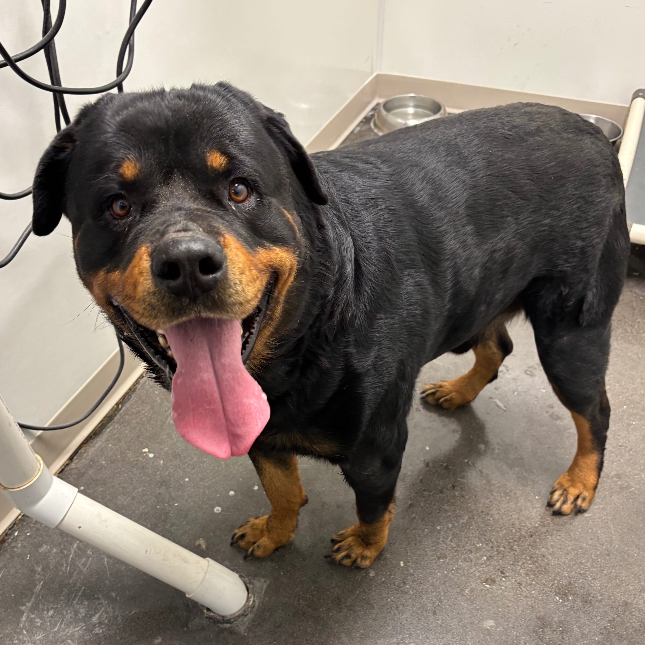 2025-04-01 02:22: Dog Caught in Indianapolis, IN 46254: Name Unknown