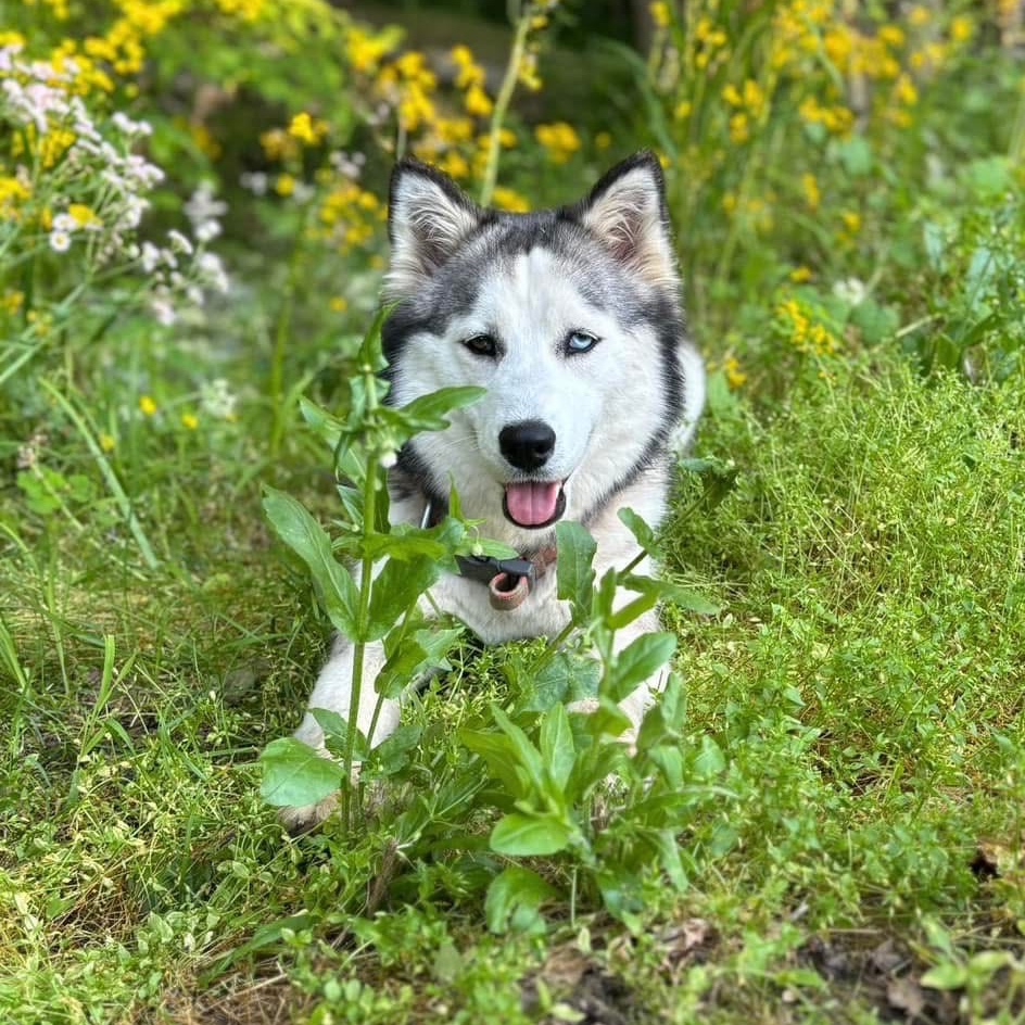 2025-04-04 08:22: Lost Dog in Austin, IN 47102: Iris