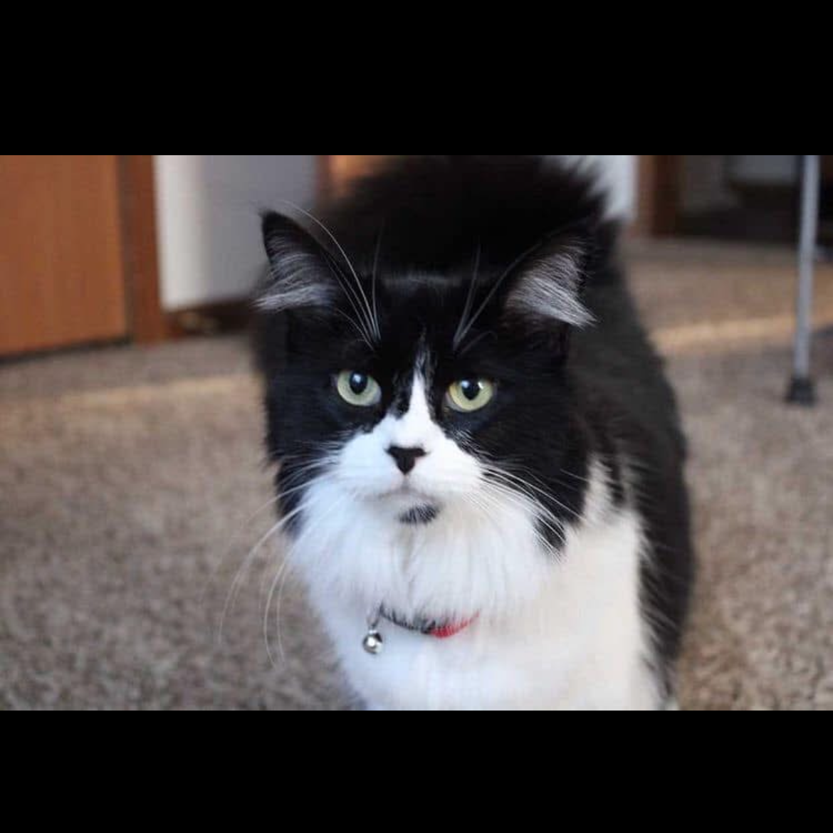 2025-04-10 20:49: Lost Cat in Turkey Creek Township, IN : Sugar