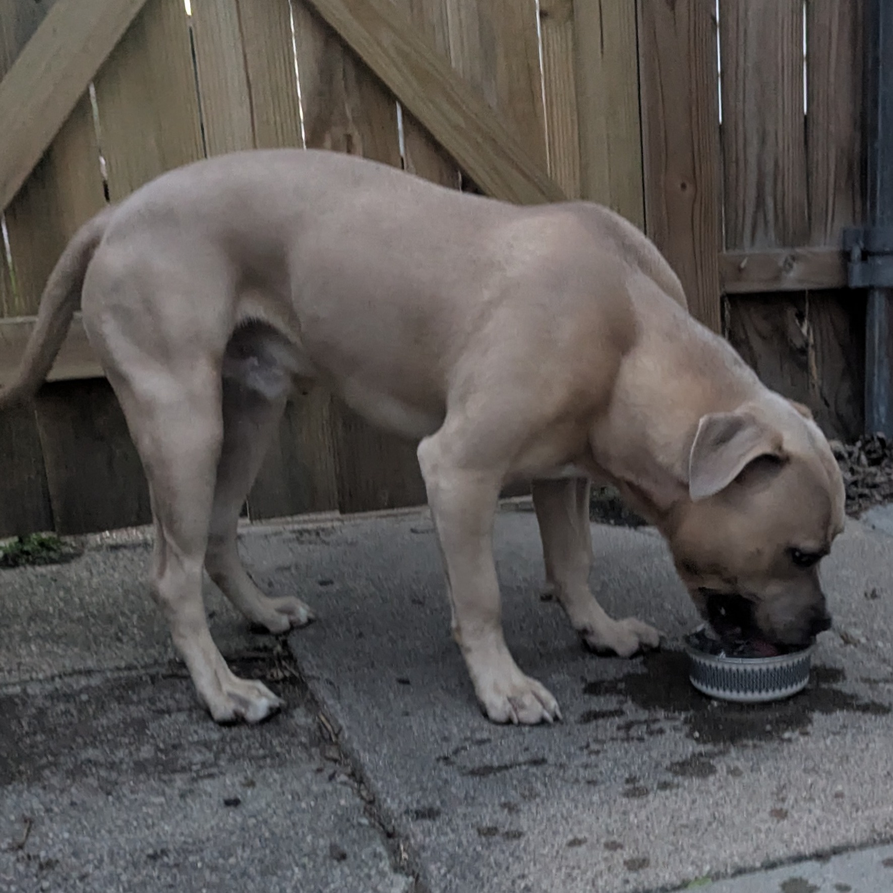 2025-04-21 20:53:  Dog Caught in Indianapolis, IN 46201: Name Unknown