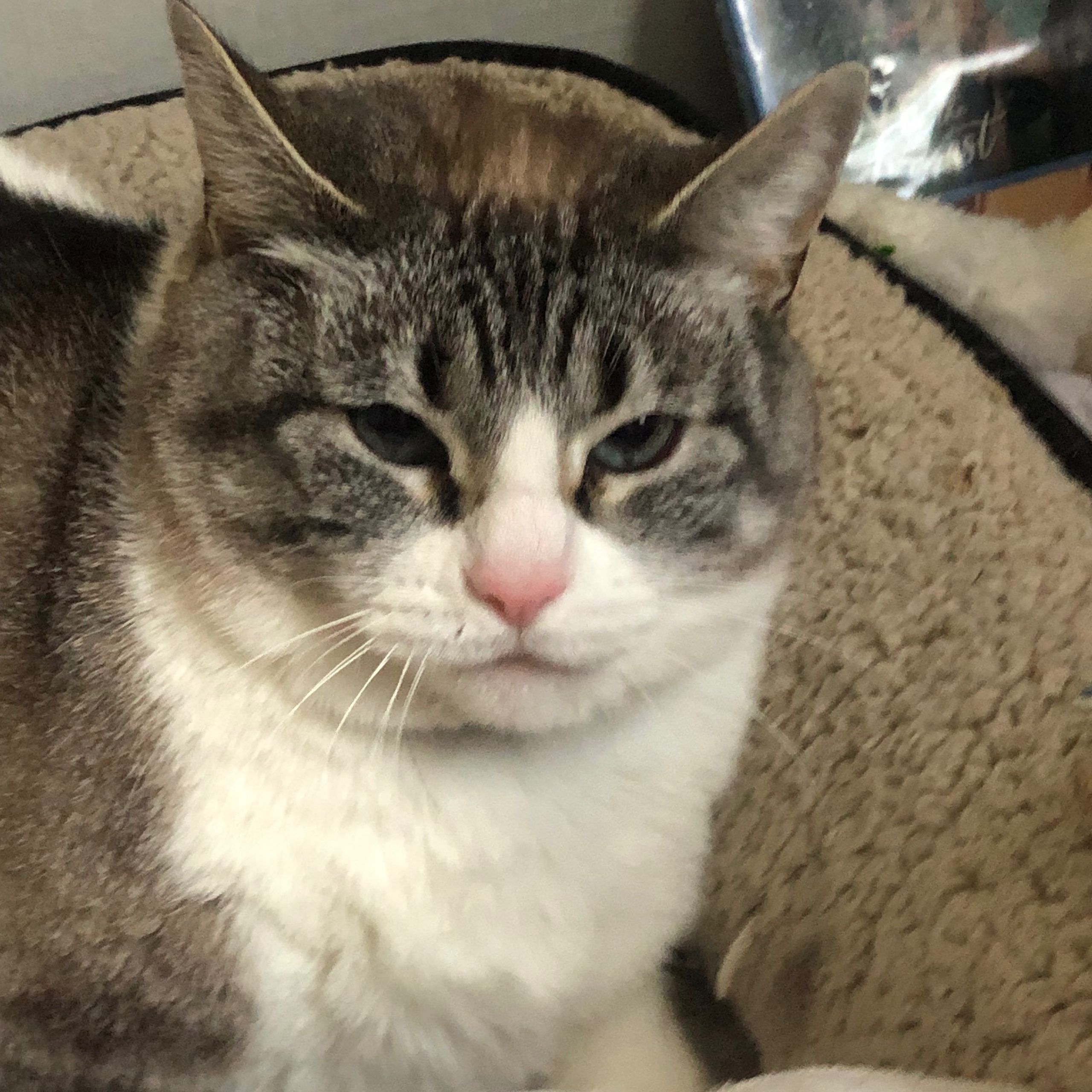 2025-04-22 20:45: Lost Cat in Rochester, IN 46975: Ollie