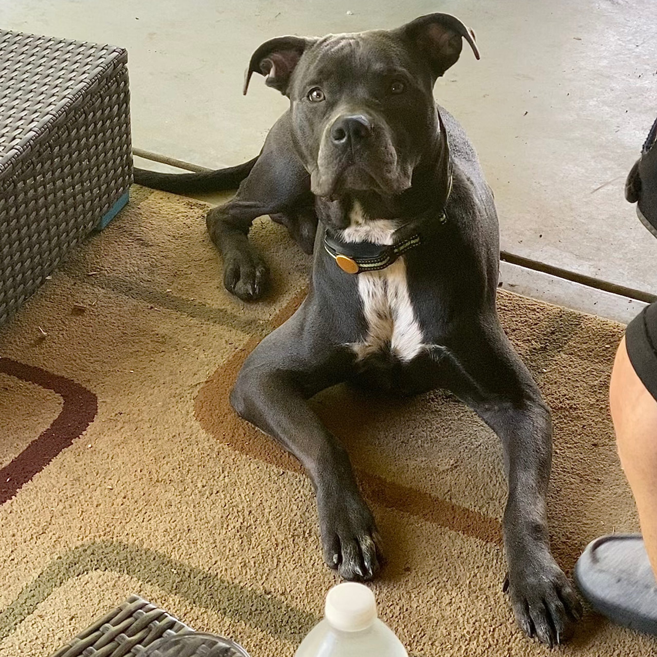 2025-04-24 19:07: Lost Dog in Paragon, IN 46166: Riggs