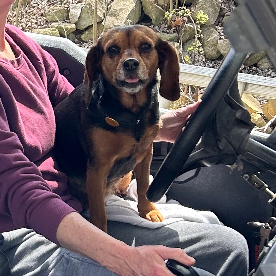 2025-04-24 19:11: Lost Dog in Paragon, IN 46166: Letty