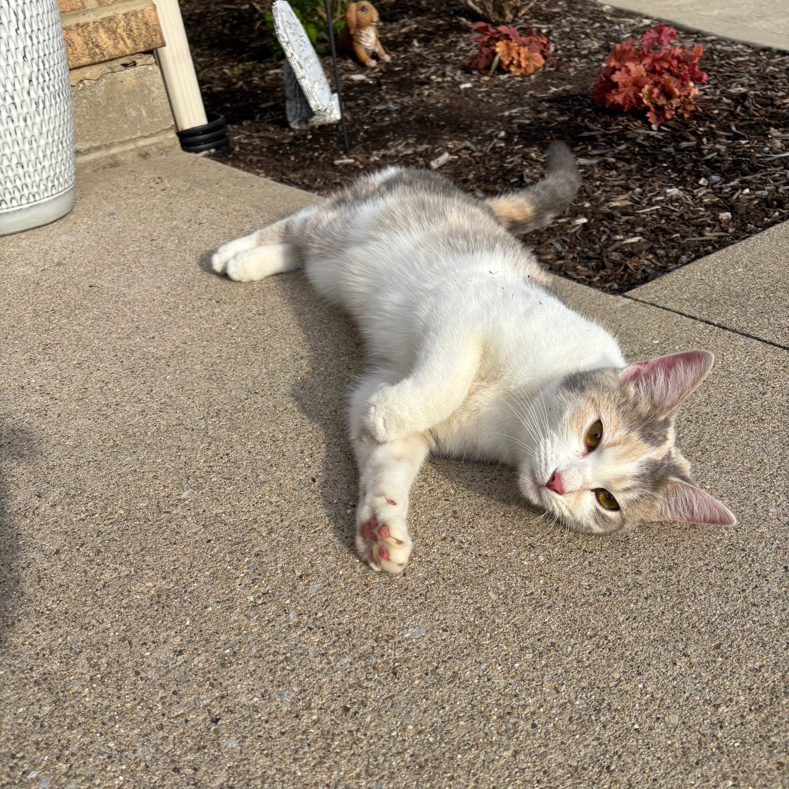 2025-04-26 15:41: Cat Caught in Richmond, IN 47374: Name Unknown