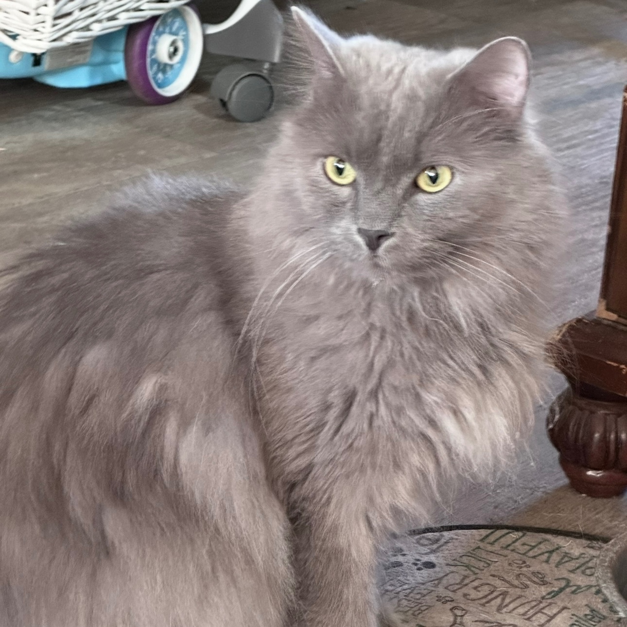 Image of Pet