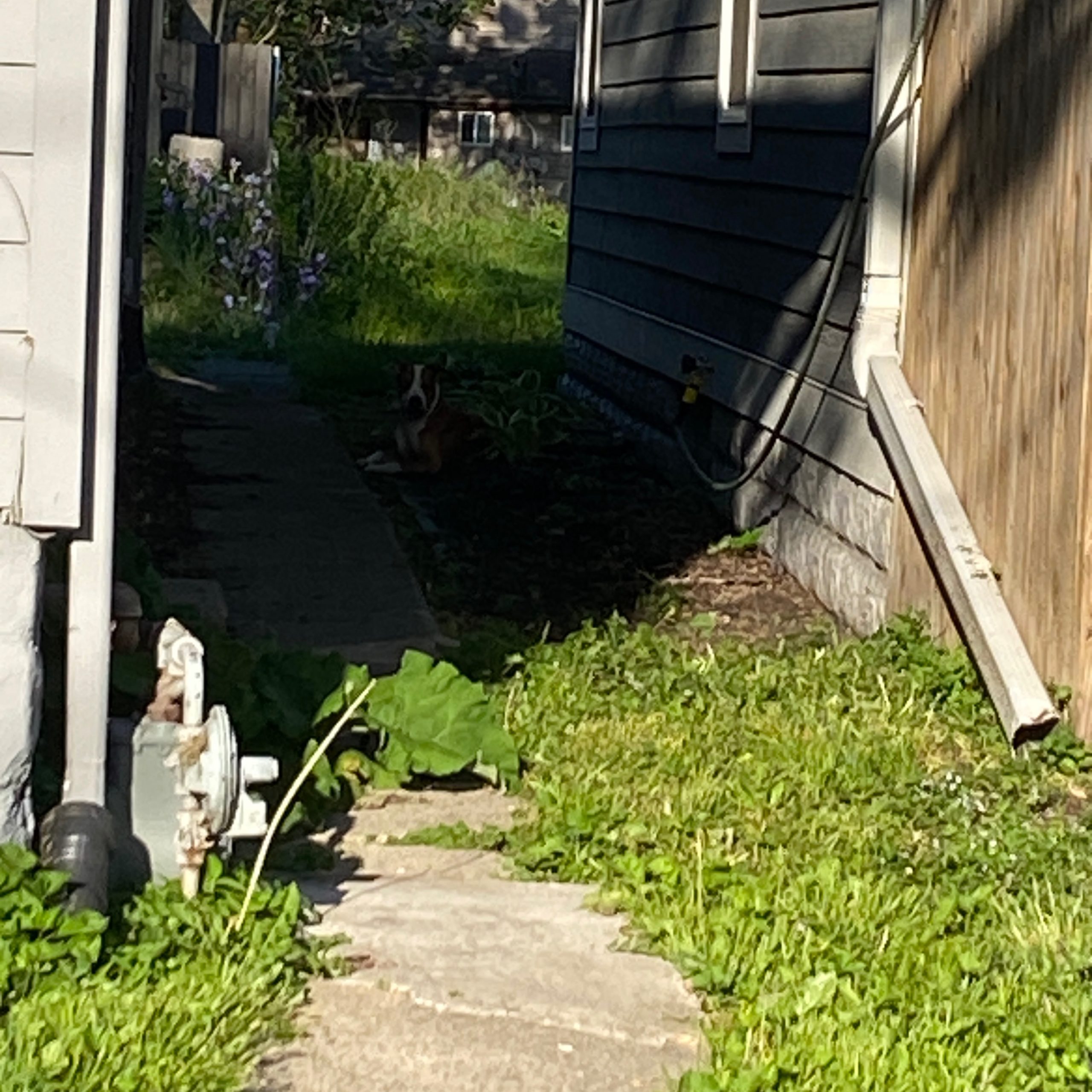 2025-05-11 19:19: Dog Spotted in Indianapolis, IN
