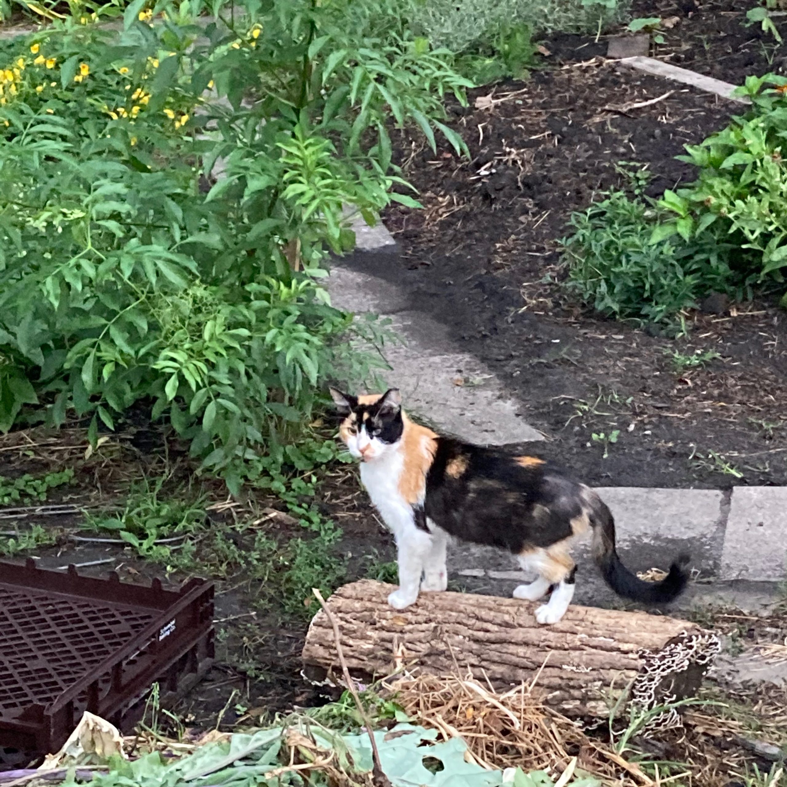 2025-05-14 23:12: Lost Cat in Indianapolis, IN 46202: Kedi