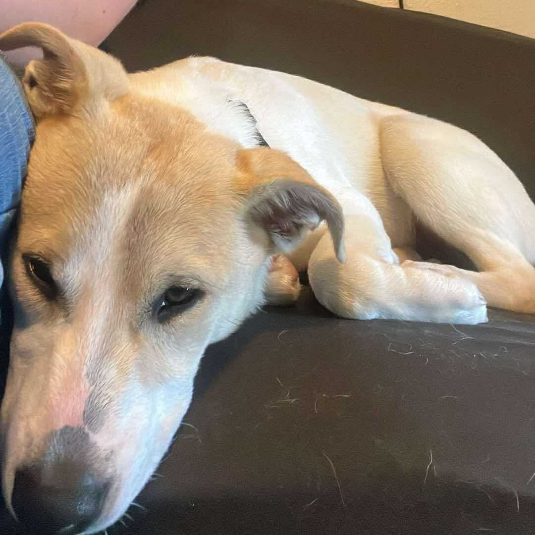 2025-05-22 12:57: Dog Caught in Indianapolis, IN : Name Unknown