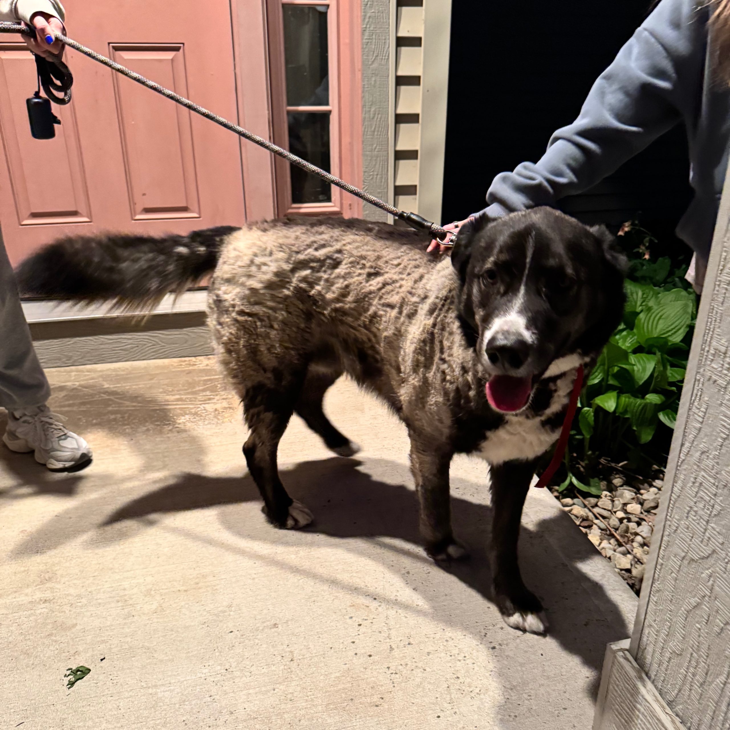 2025-05-25 22:46: Dog Caught in Hamilton, IN 46742: Name Unknown