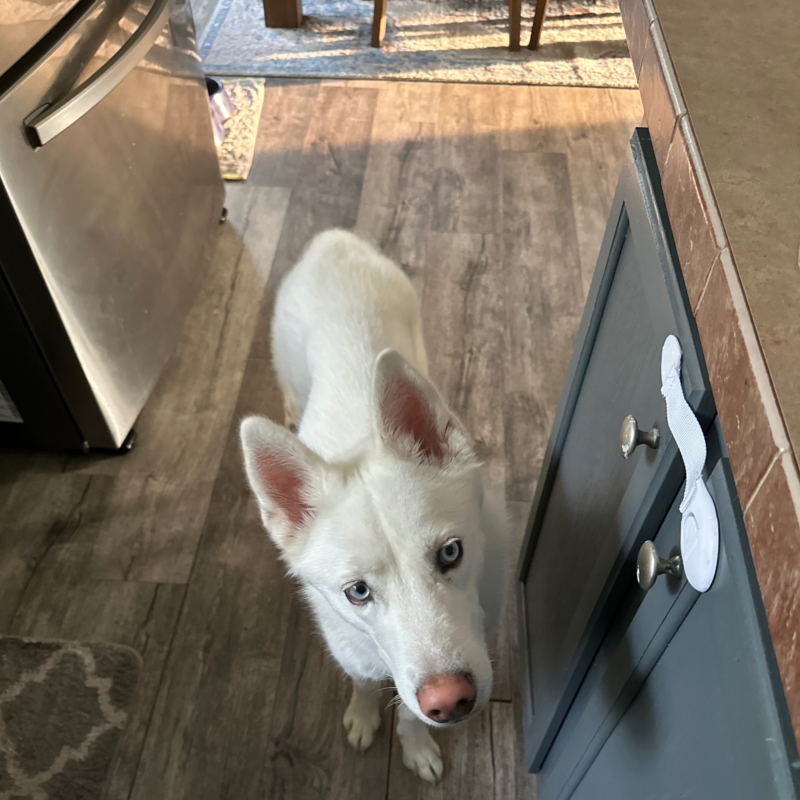 2025-05-26 13:17: Lost Dog in Wolcottville, IN 46795: Kyra