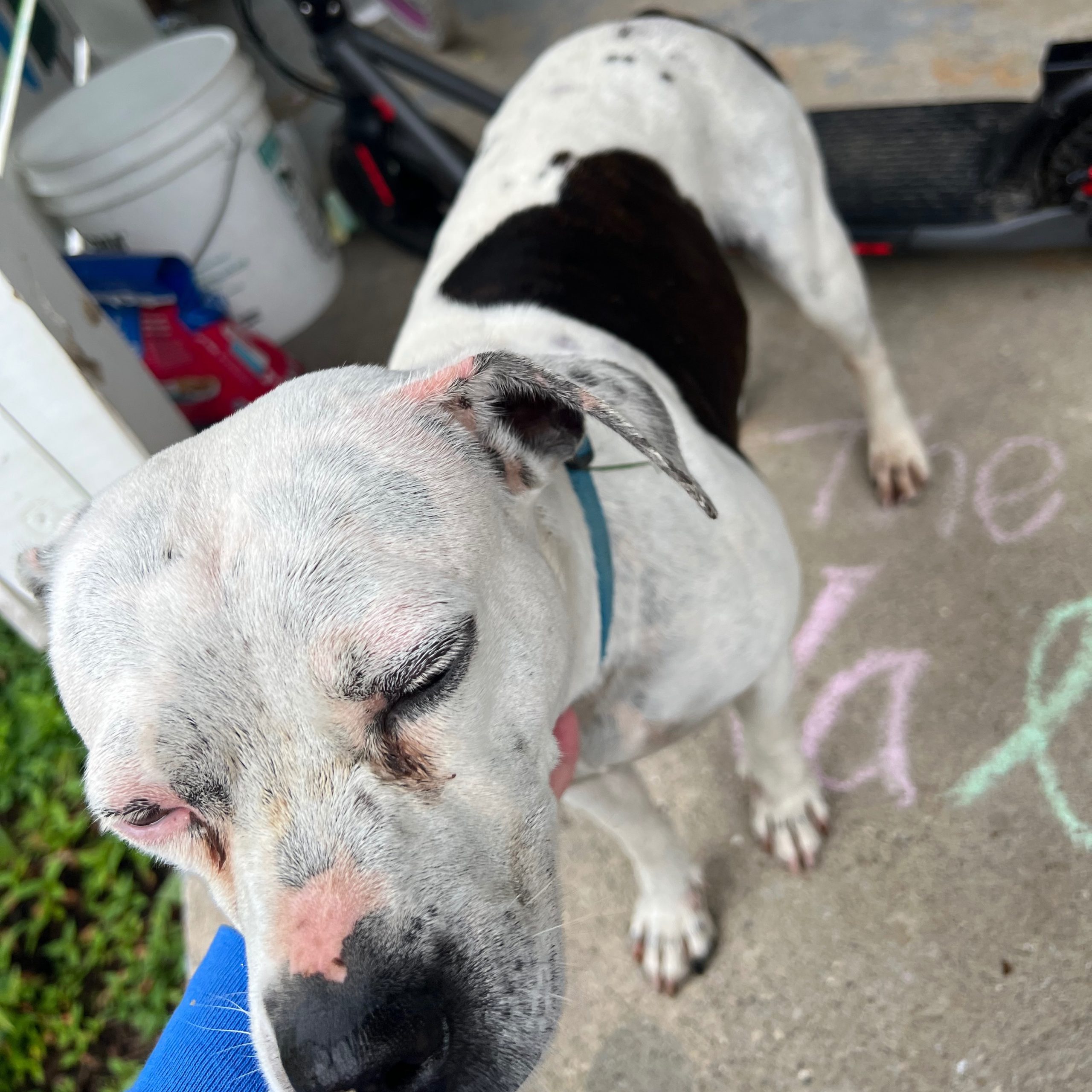 2025-06-05 17:05: Dog Spotted in Indianapolis, IN 46219