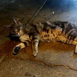 2025-06-05 21:01: Lost Cat in Indianapolis, IN 46226: SATURN