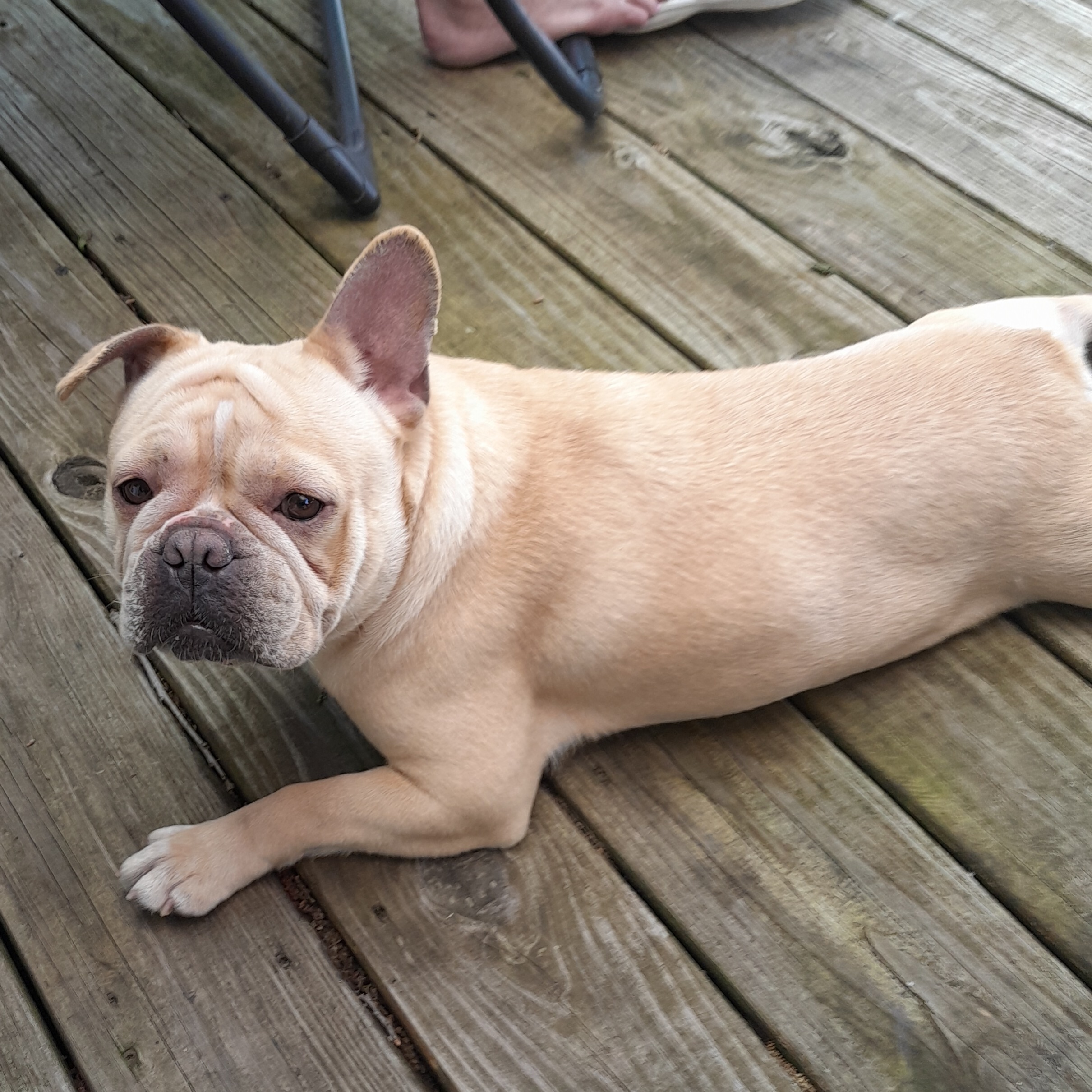 2025-06-08 18:07: Dog Spotted in Johnson Township, IN 46795