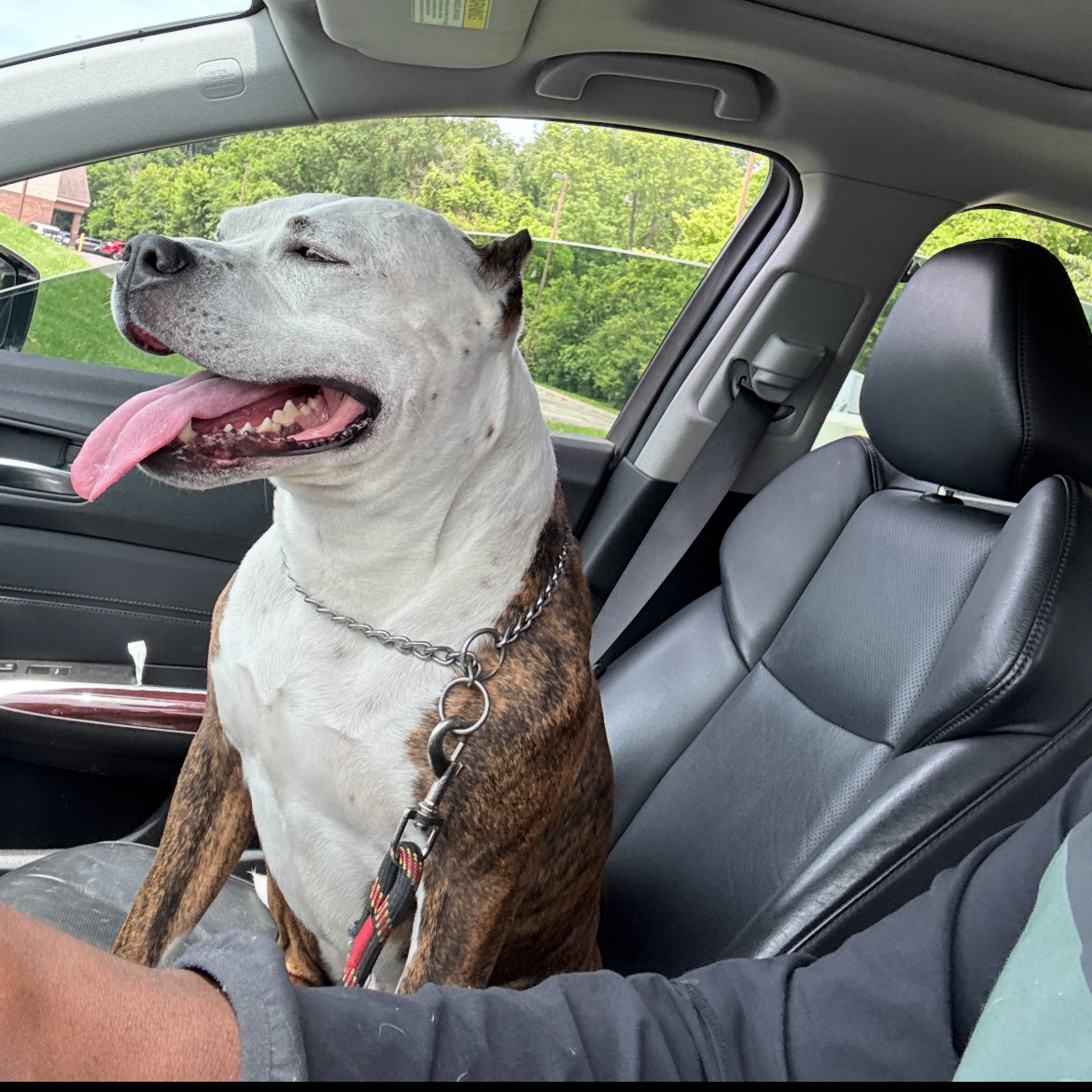2025-06-16 18:35: Dog Caught in Indianapolis, IN 46260: Name Unknown