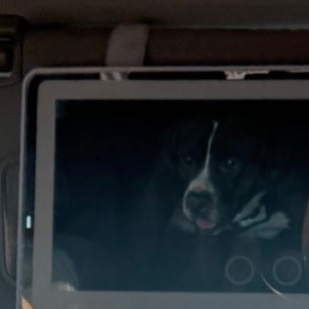 2025-06-21 15:43: Lost Dog in Indianapolis, IN 46278: rambo