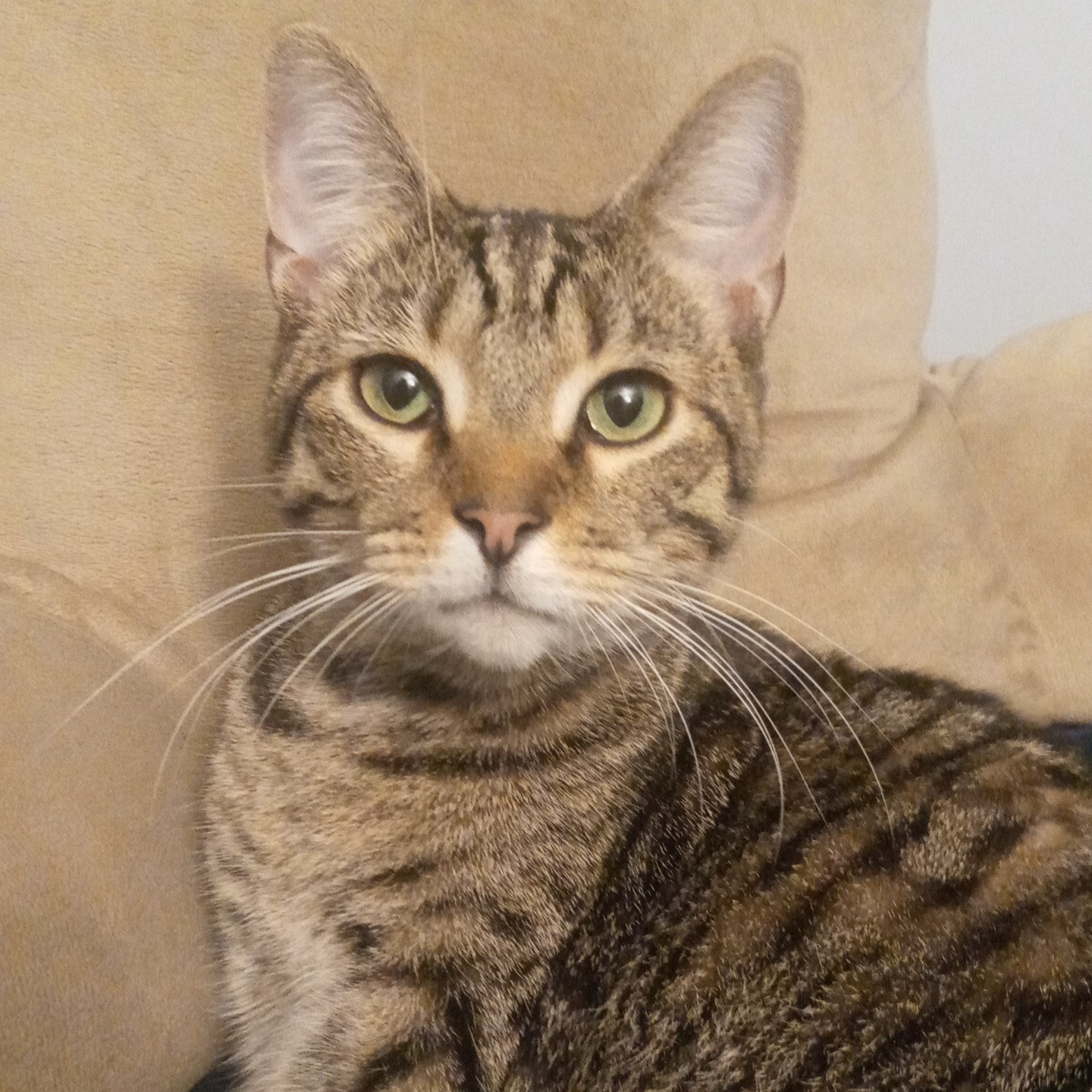 2025-06-26 22:26: Lost Cat in Shelbyville, IN 46176: Coco
