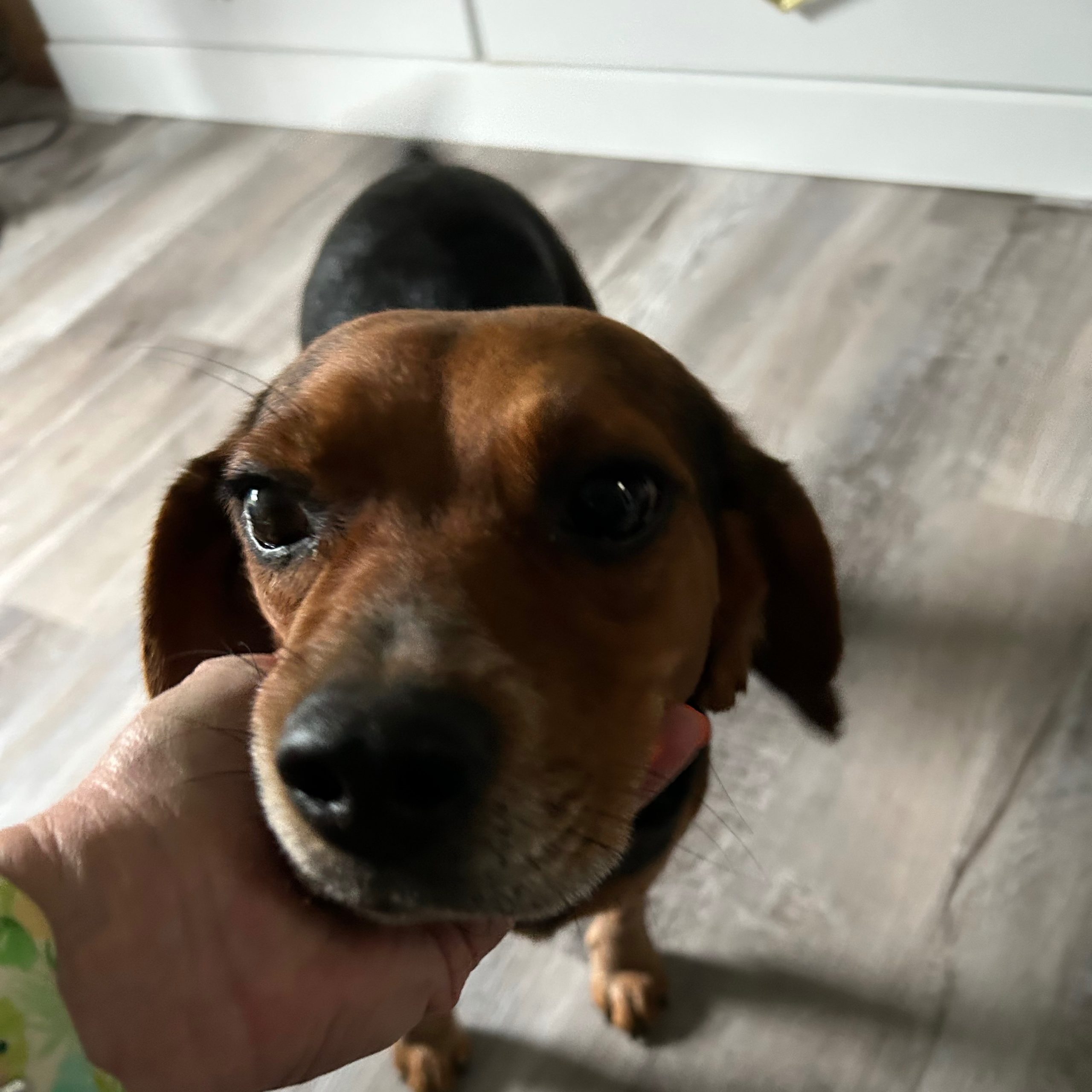 2025-06-29 22:55: Dog Caught in New Pekin, IN 47165: Name Unknown