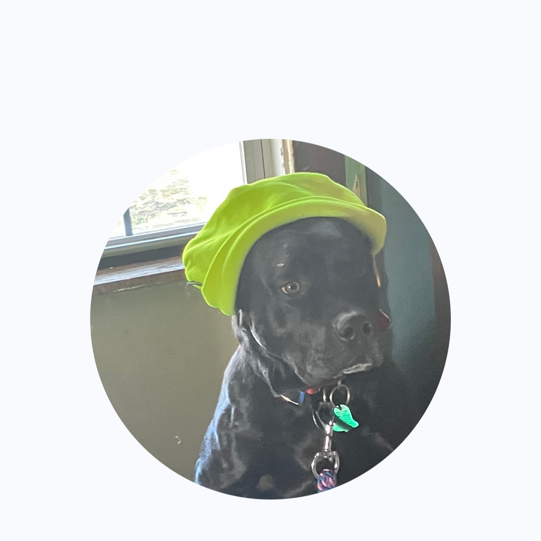 2025-07-03 16:29: Lost Dog in Terre Haute, IN 47803: Dawg