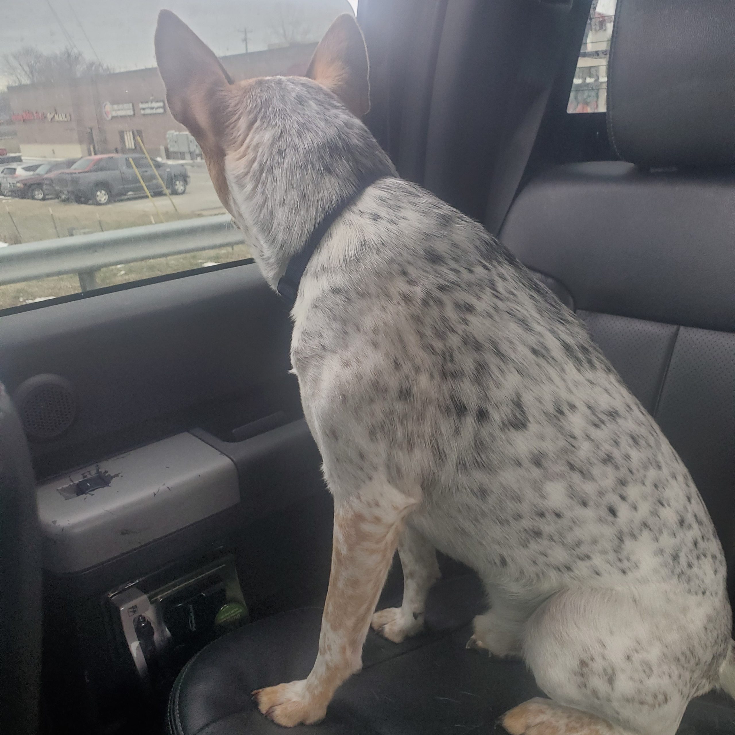 2025-07-04 22:28: Lost Dog in Milltown, IN 47145: Rocky