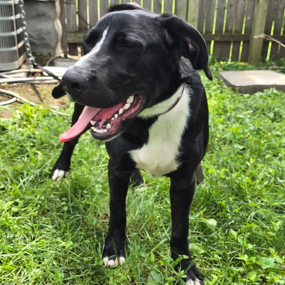 2025-07-10 18:18: Dog Caught in Indianapolis, IN 46202: Name Unknown