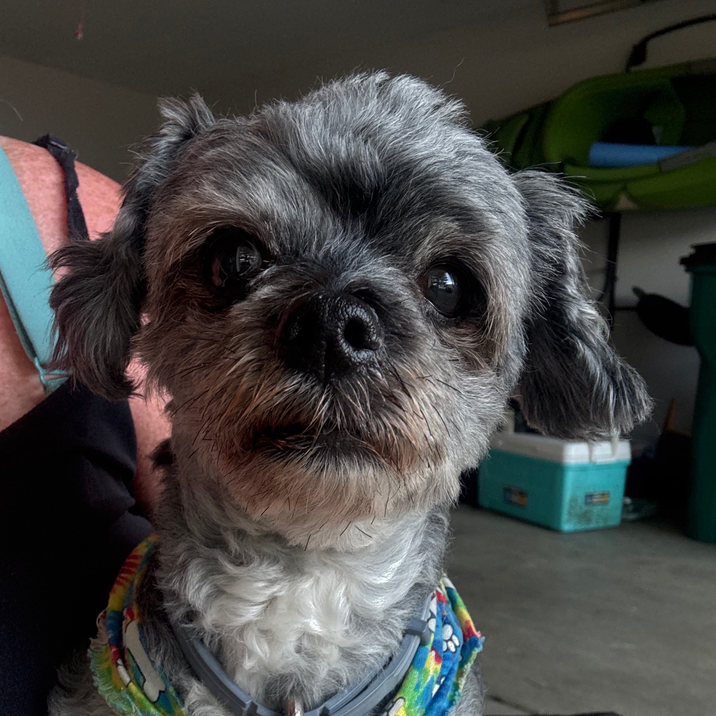 2025-07-14 14:22: Lost Dog in Franklin, IN 46131: Max