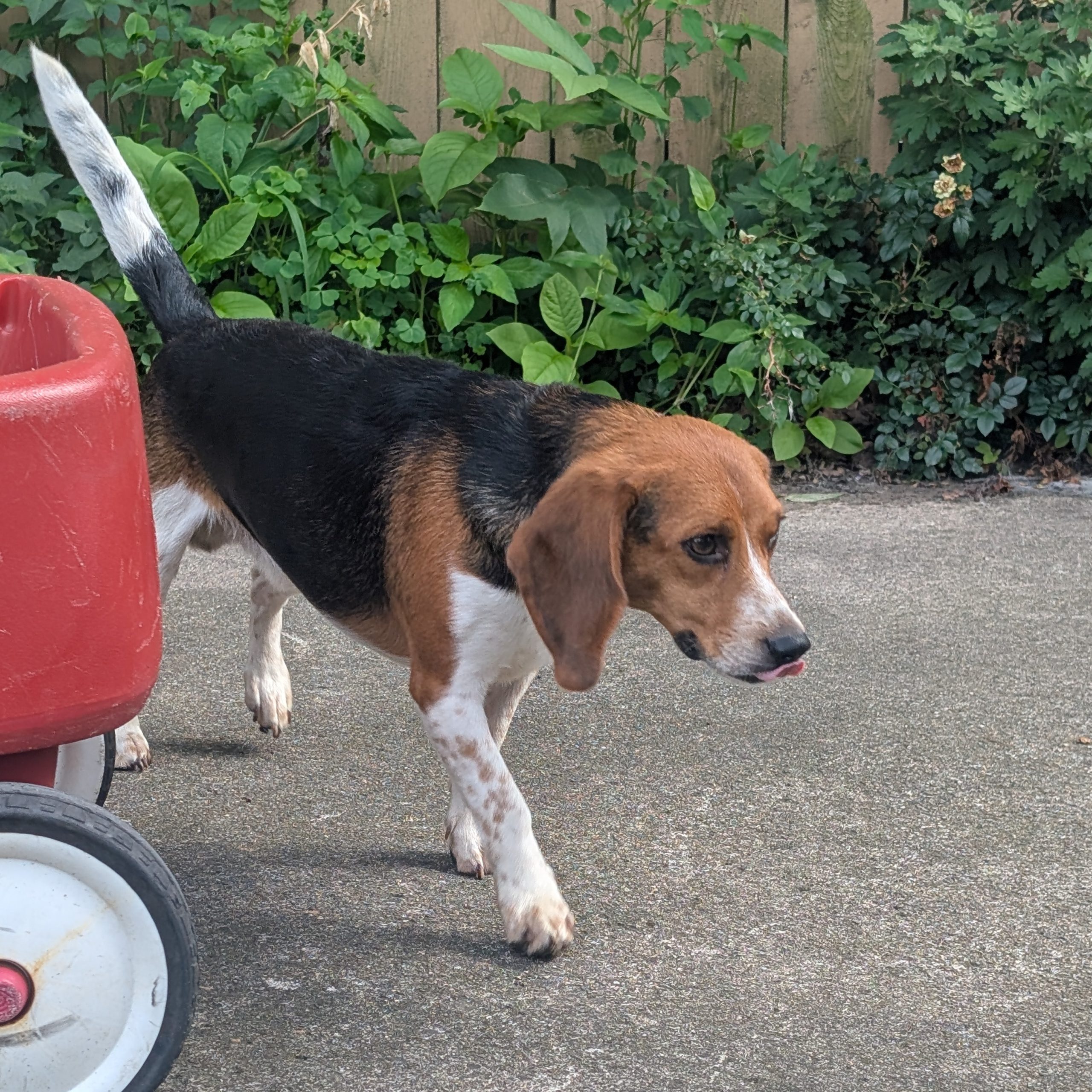 2025-07-23 10:11: Dog Caught in Griffith, IN : Name Unknown
