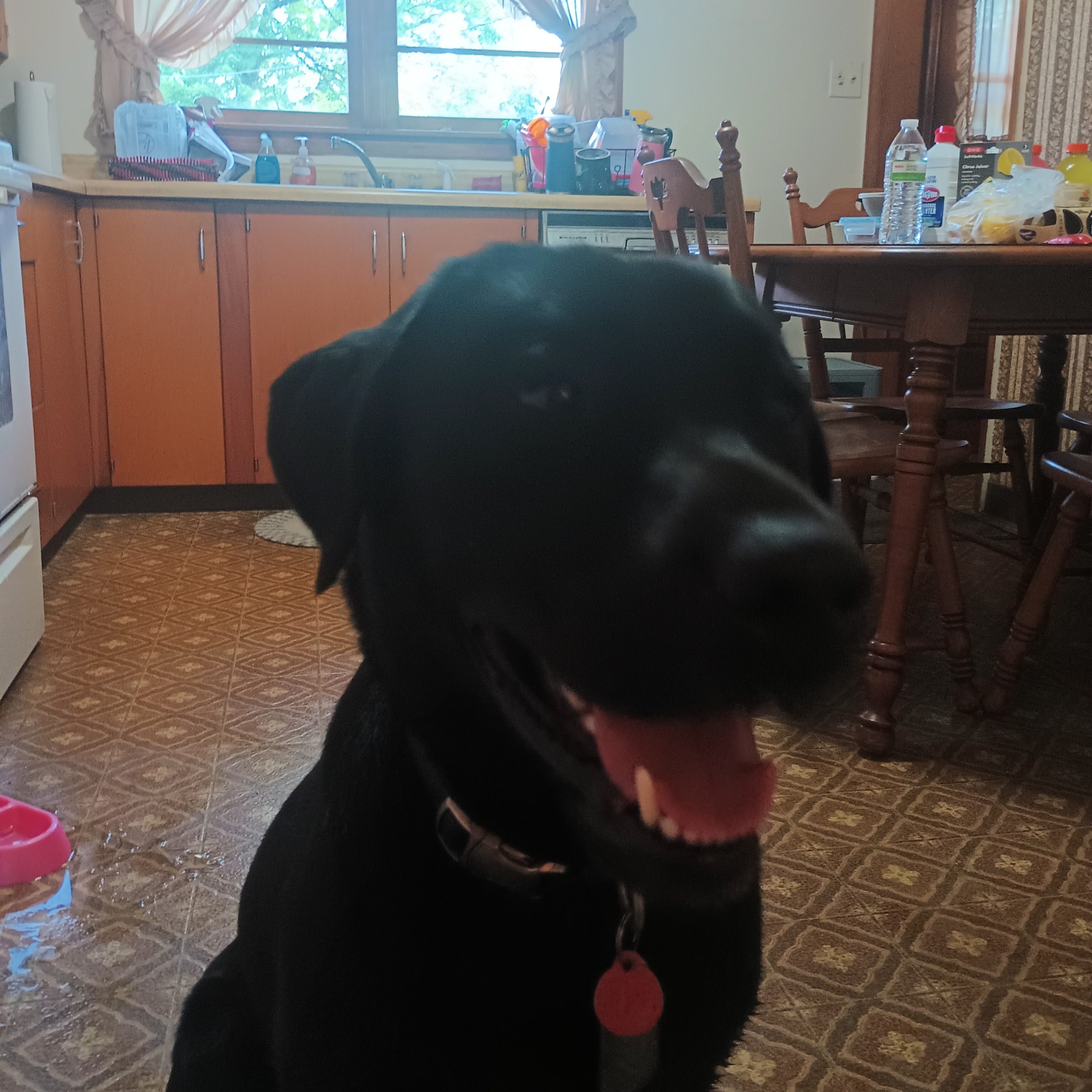 2025-07-27 09:29: Dog Caught in Indianapolis, IN : Ozzy pawborn