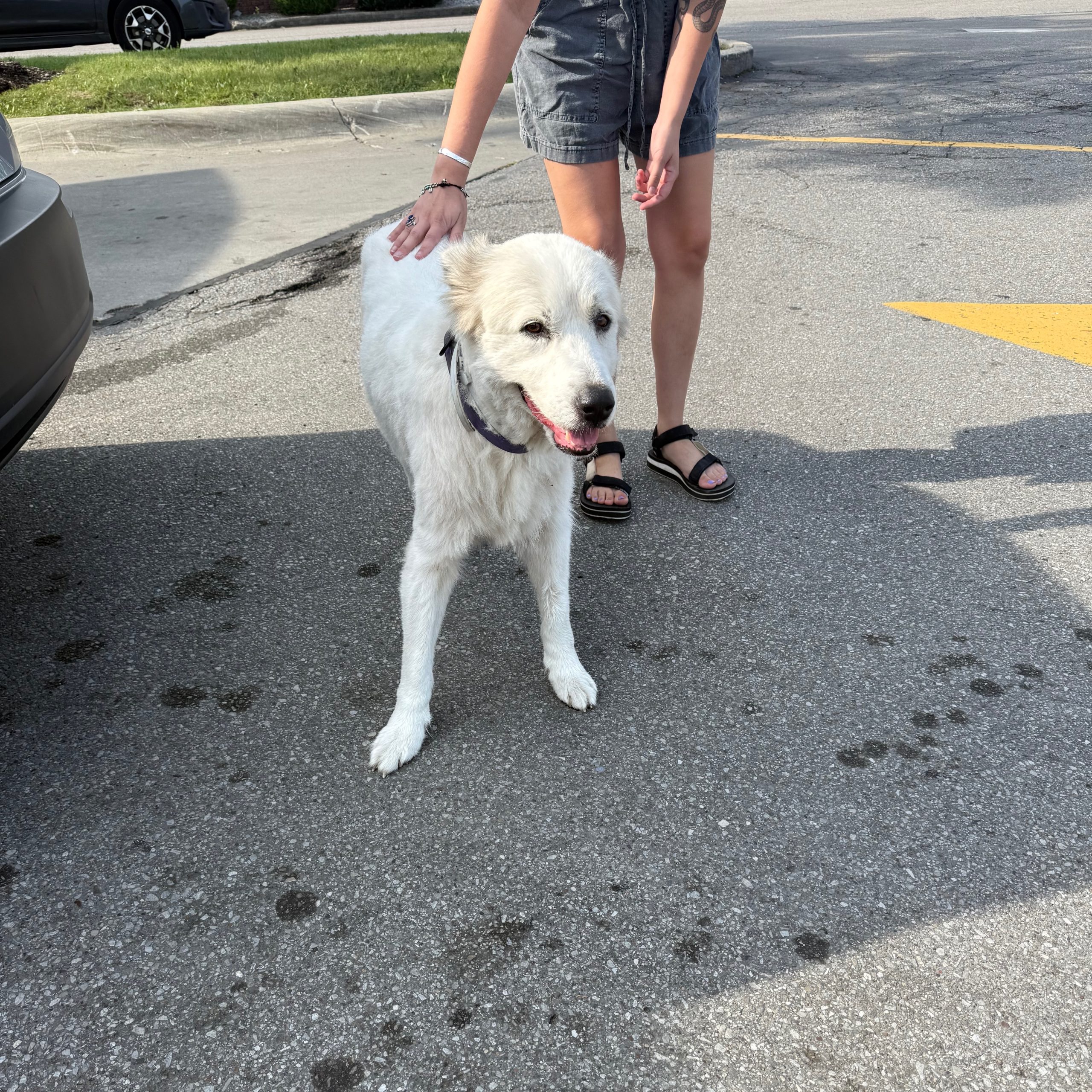 Image of Pet