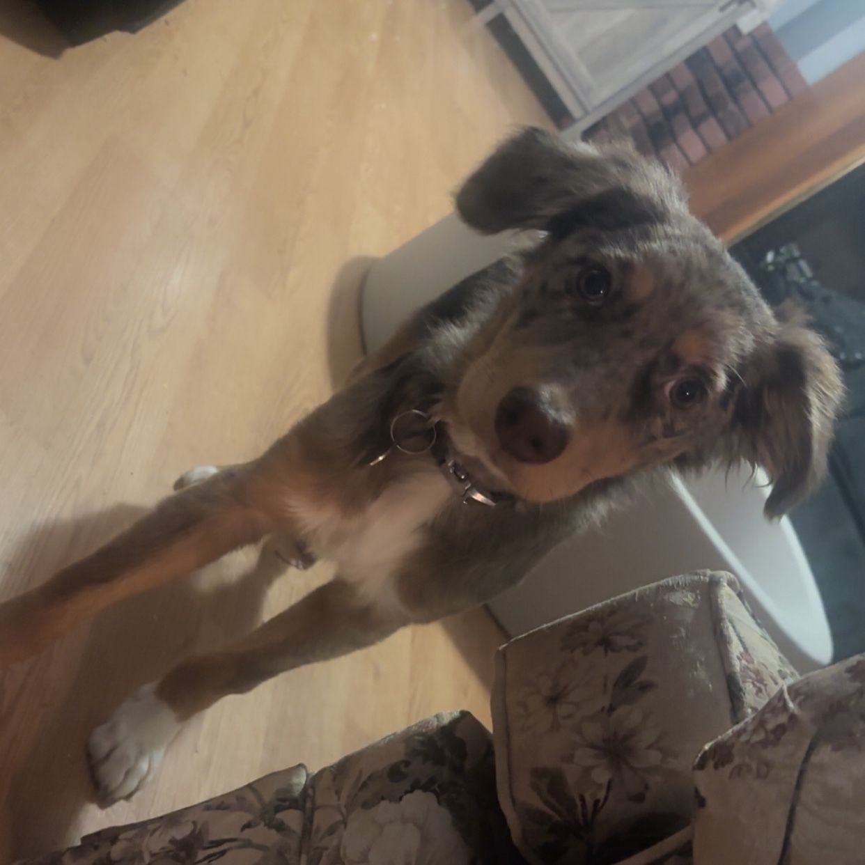 Image of Pet