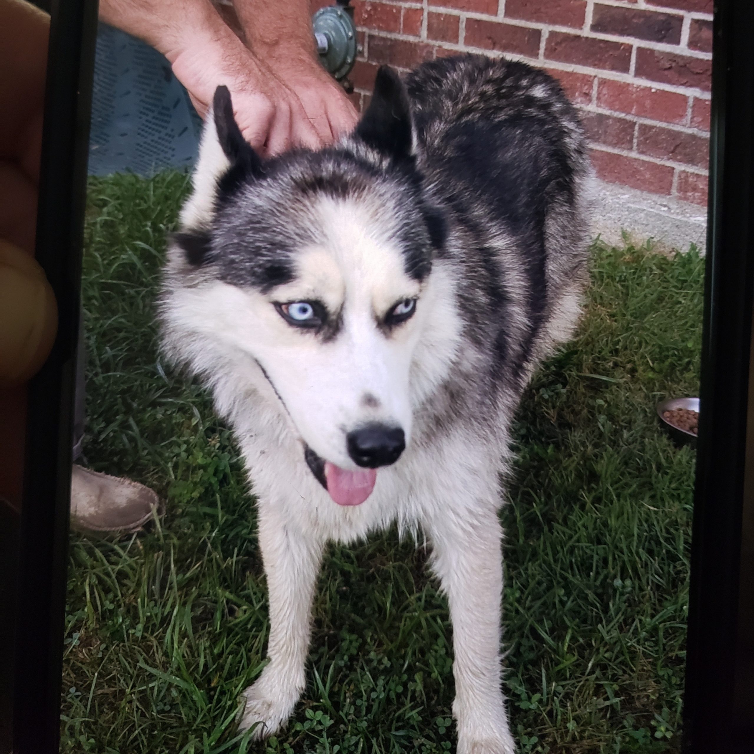 Image of Pet