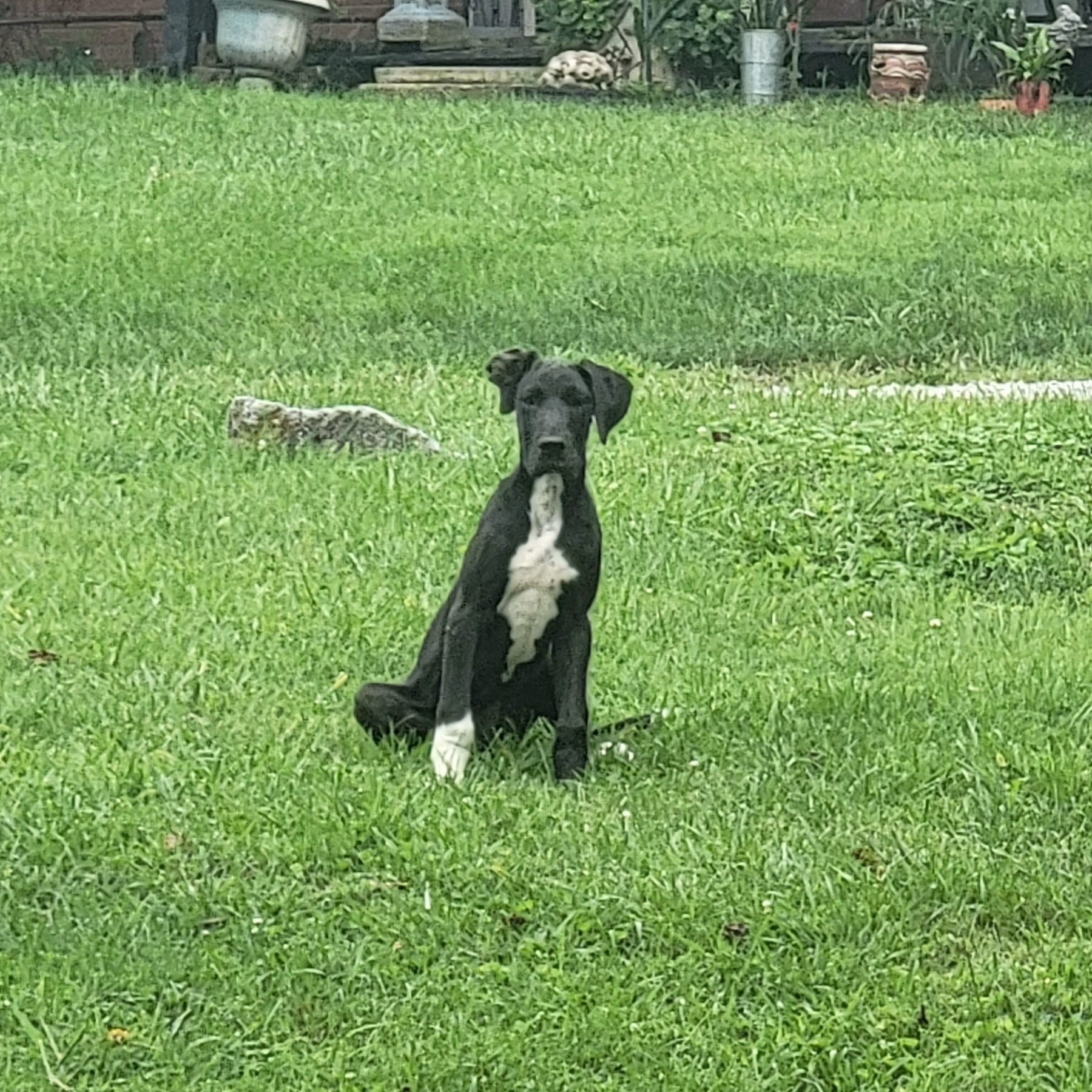 Image of Pet