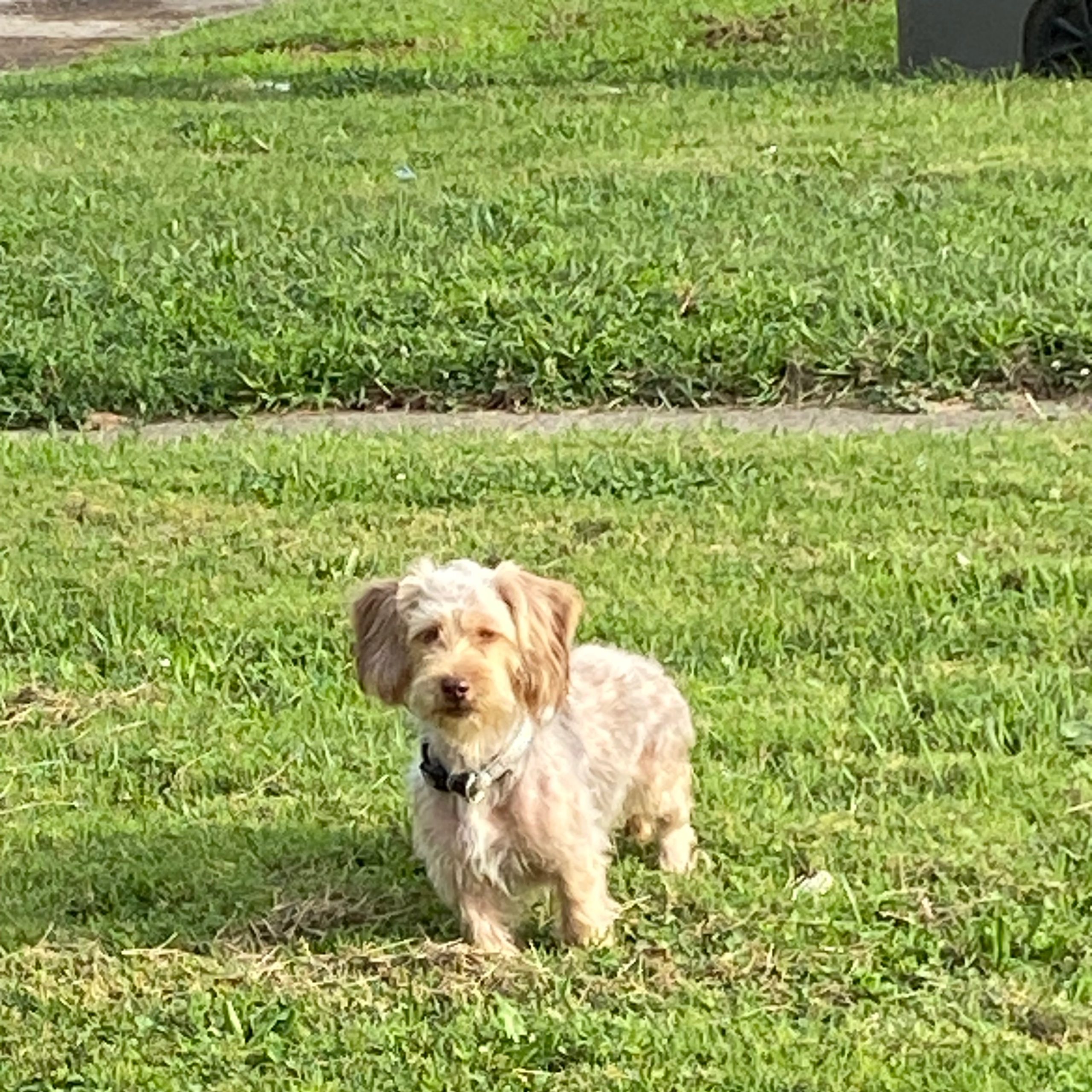 2025-08-21 18:42: Dog Spotted in Indianapolis, IN 46218