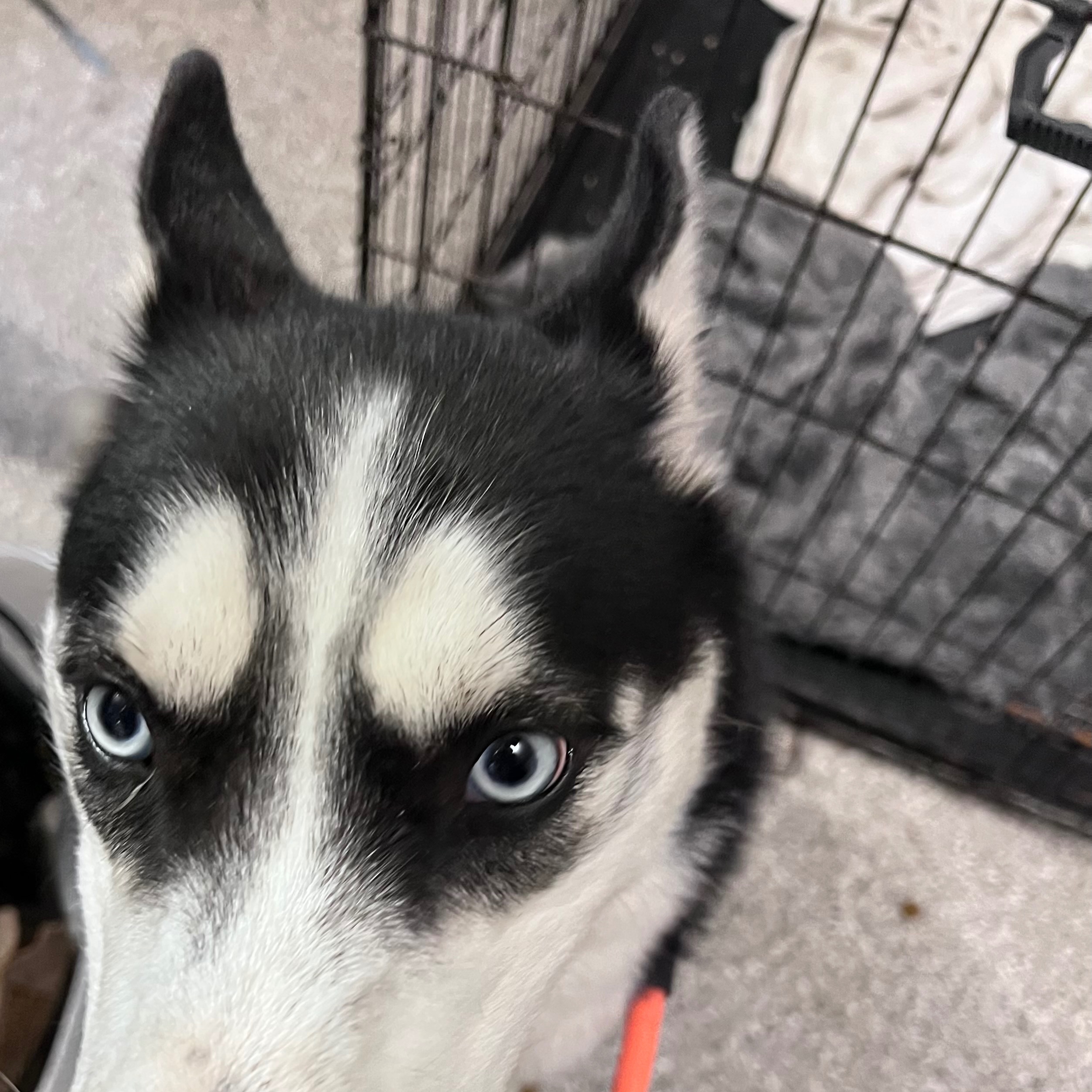 Image of Pet