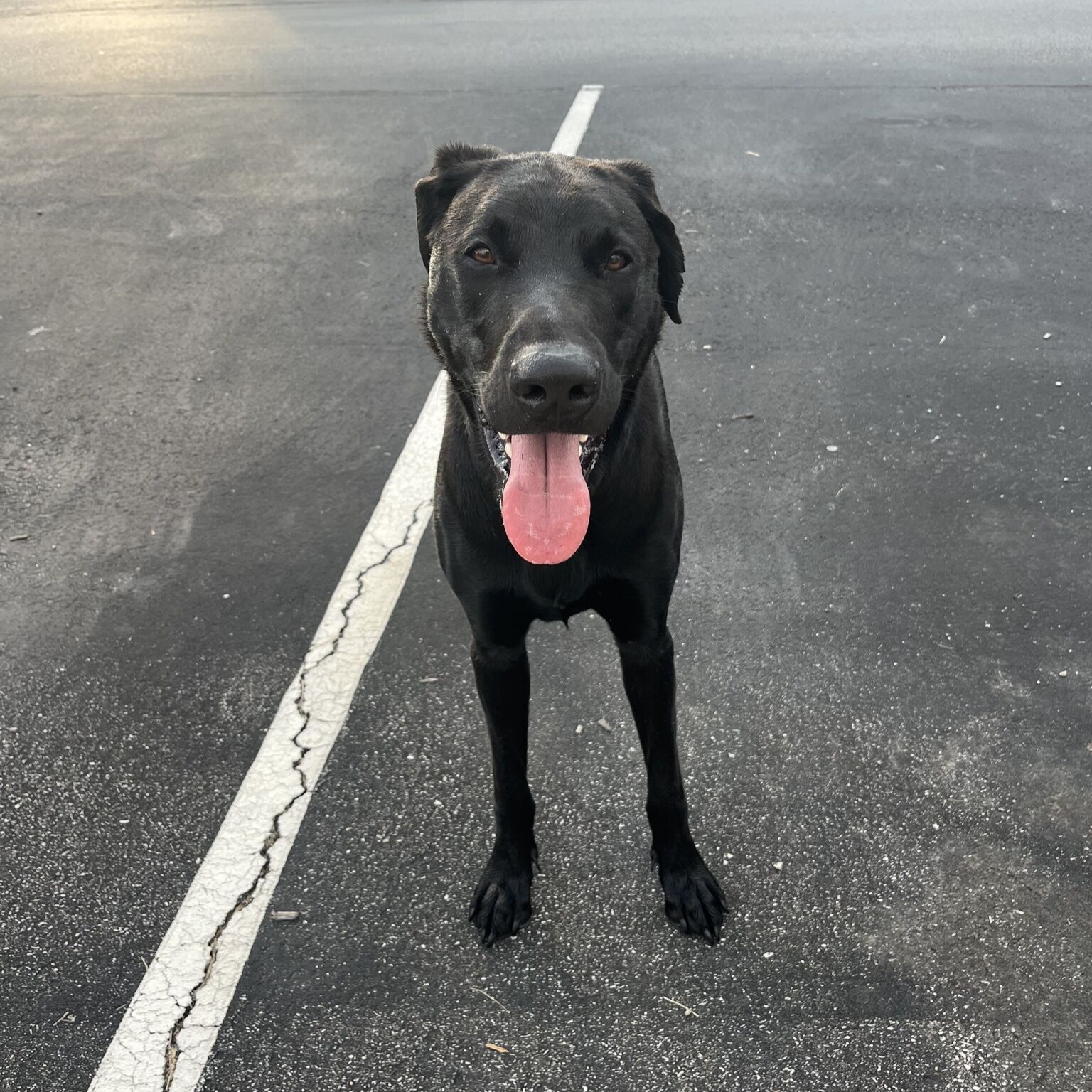 Image of Pet