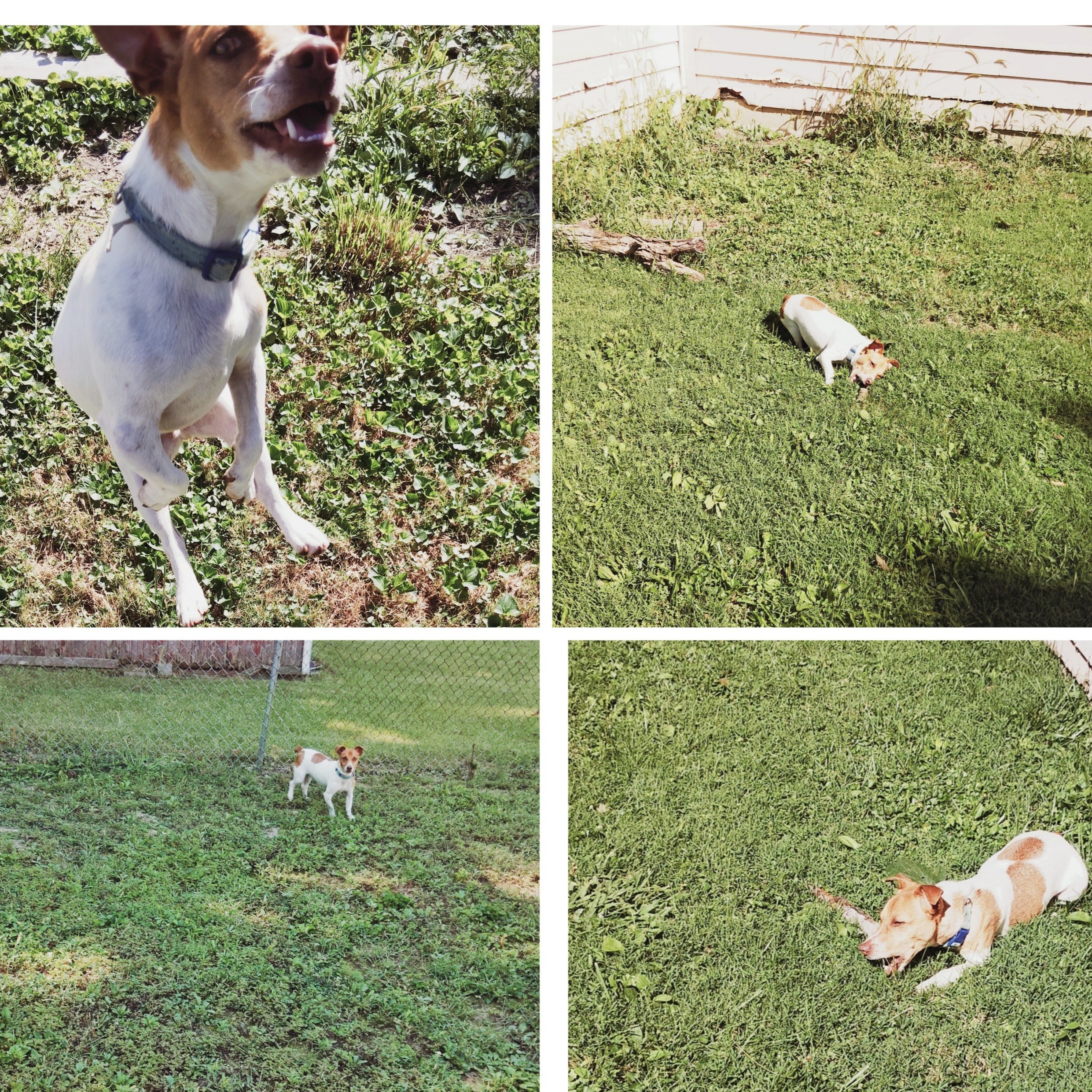 2025-08-26 20:37: Dog Caught in Indianapolis, IN 46218: Name Unknown