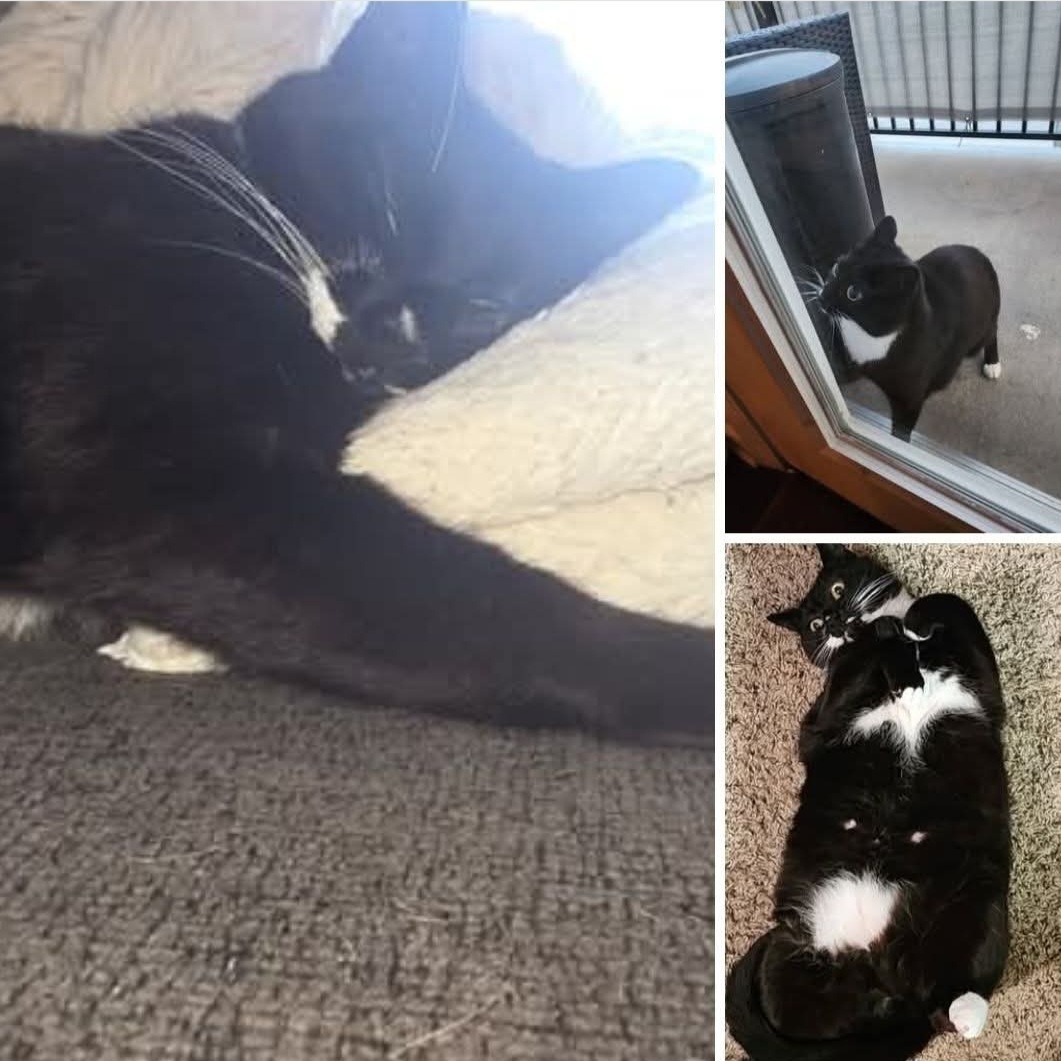 2025-08-27 16:06: Lost Cat in Greencastle, IN 46135: O’Malley