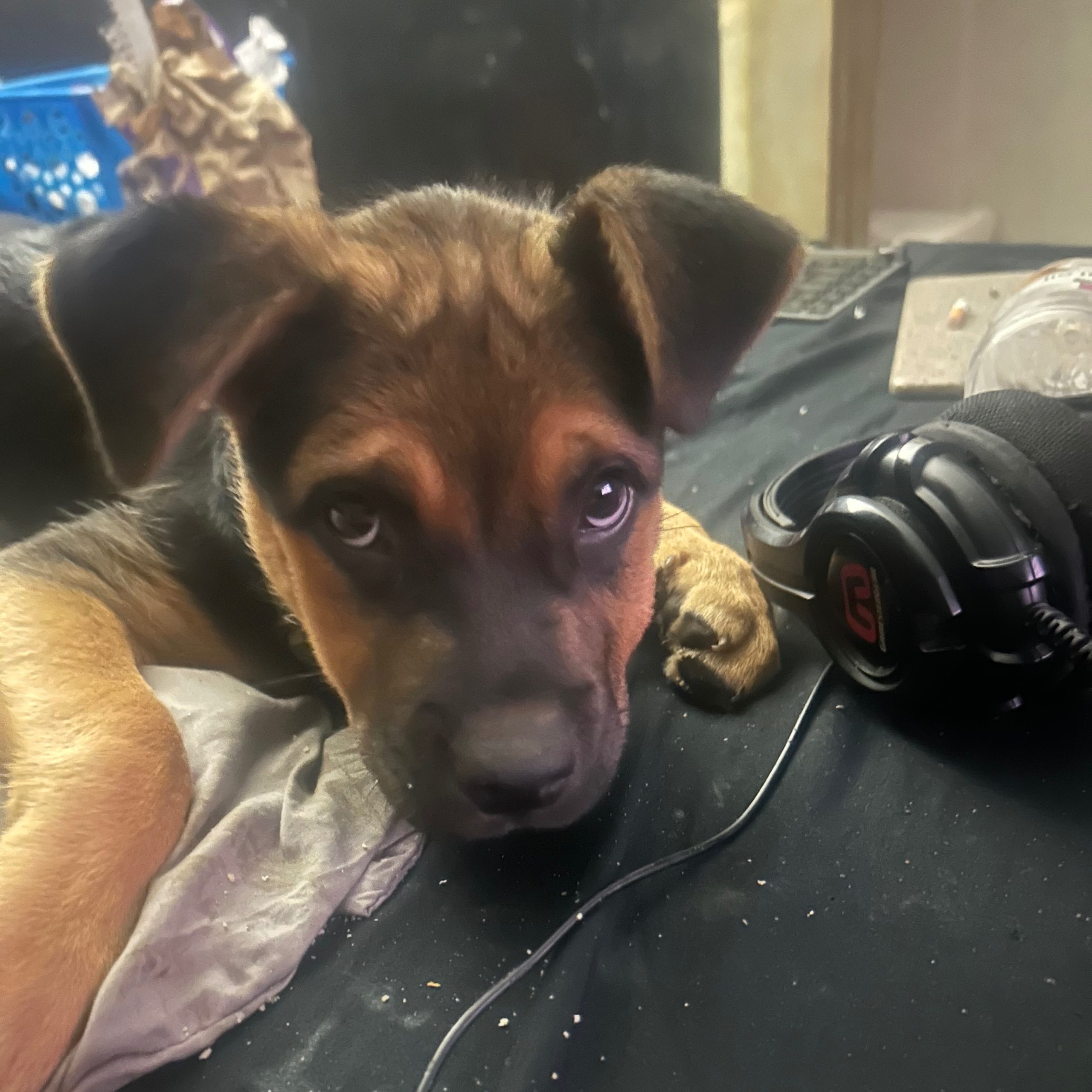 2025-09-06 00:32: Lost Dog in Indianapolis, IN 46221: Maiden