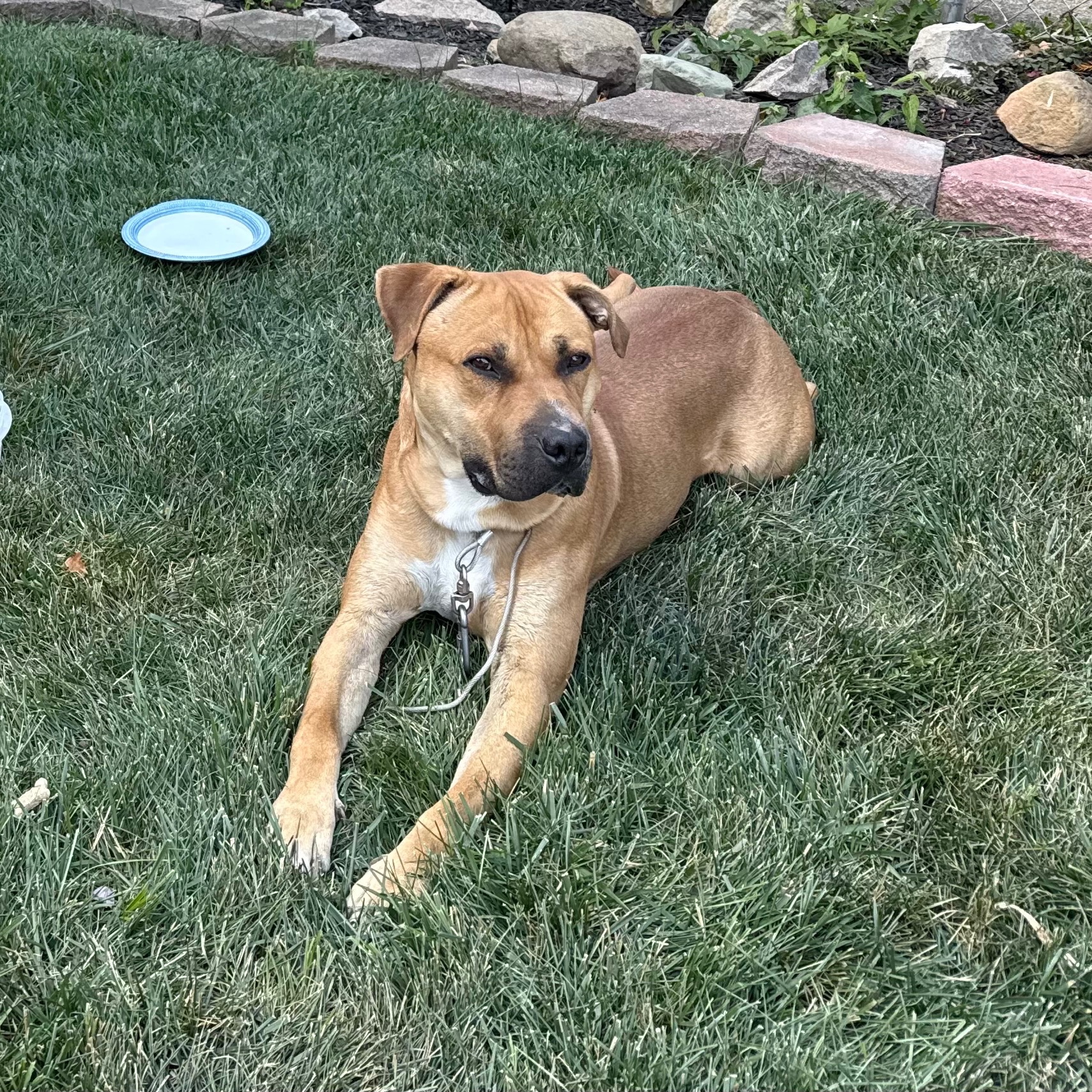 2025-09-08 12:16: Dog Caught in Indianapolis, IN 46219: Name Unknown