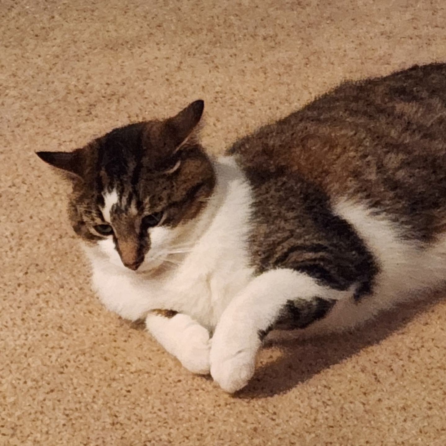 2025-09-10 23:57: Lost Cat in Covington, IN 47932: Milo